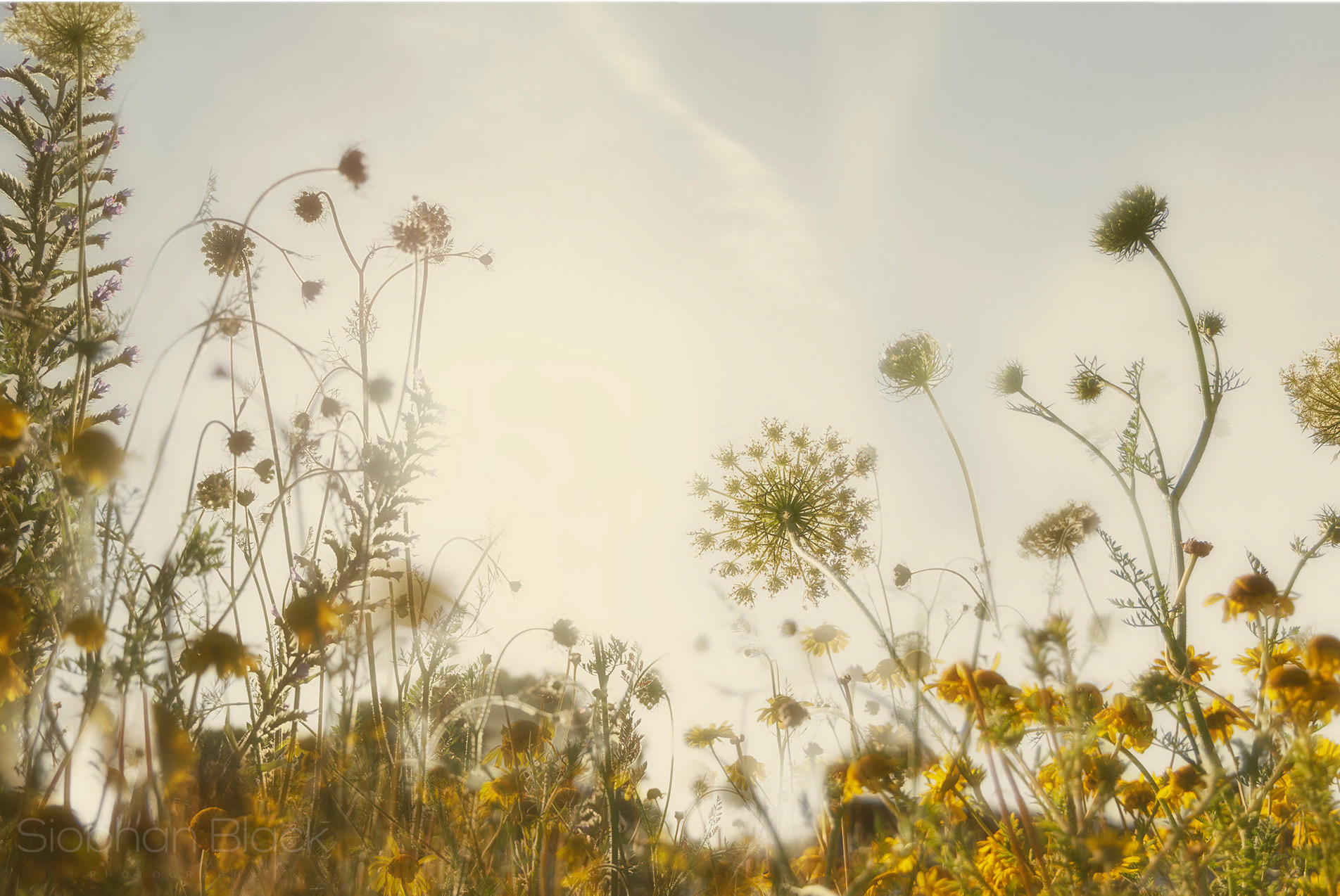 Fields of Gold