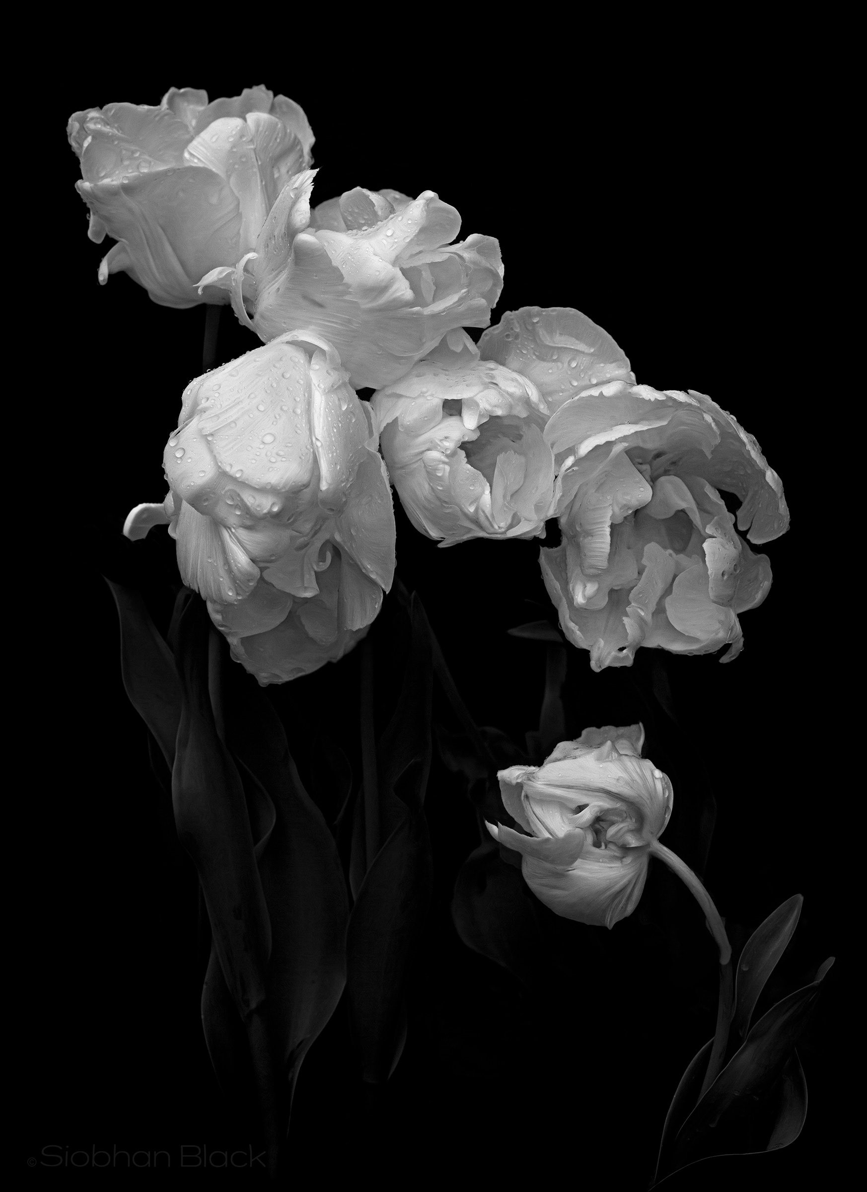 Tulip Family in Rain