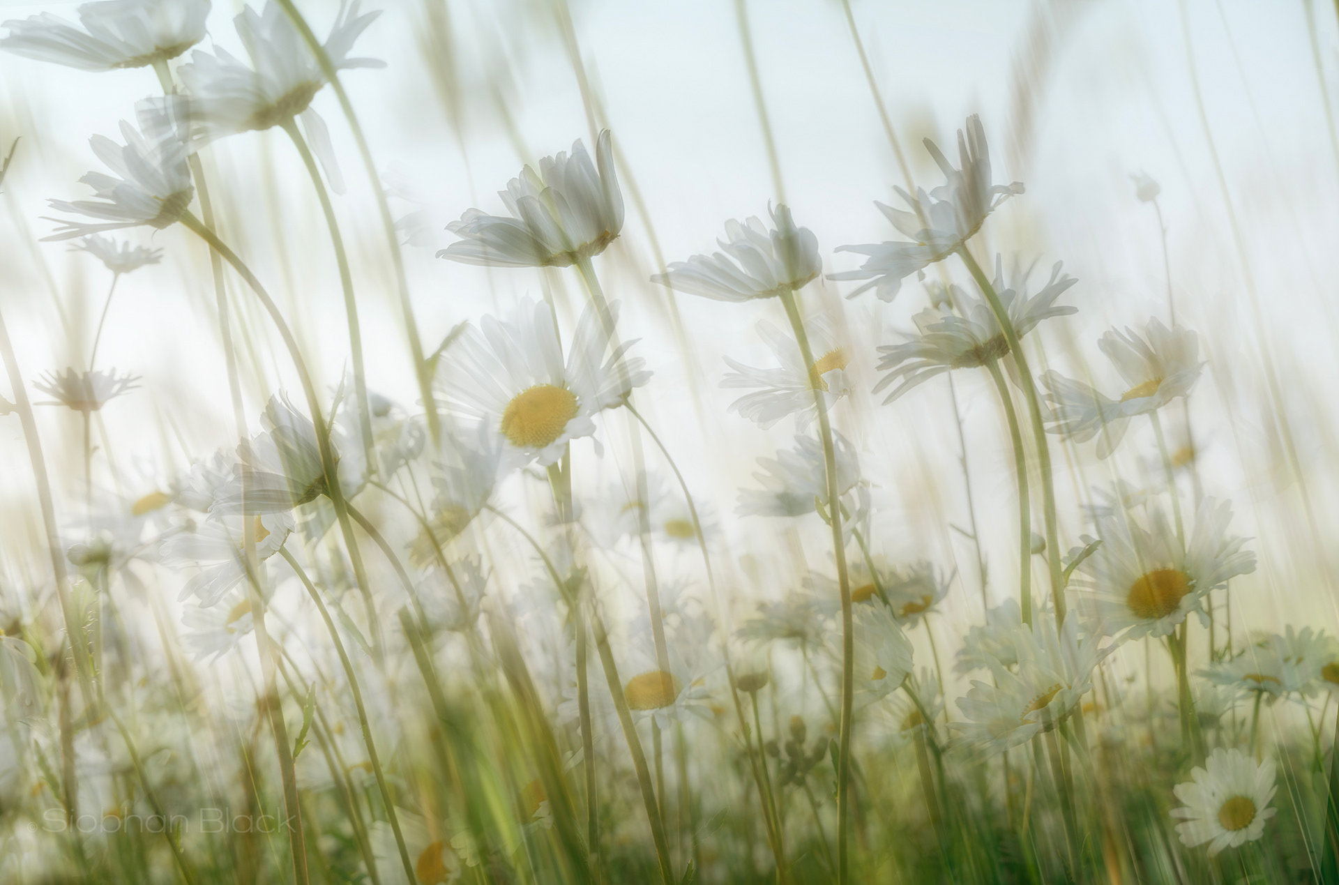 Daisy Dreaming