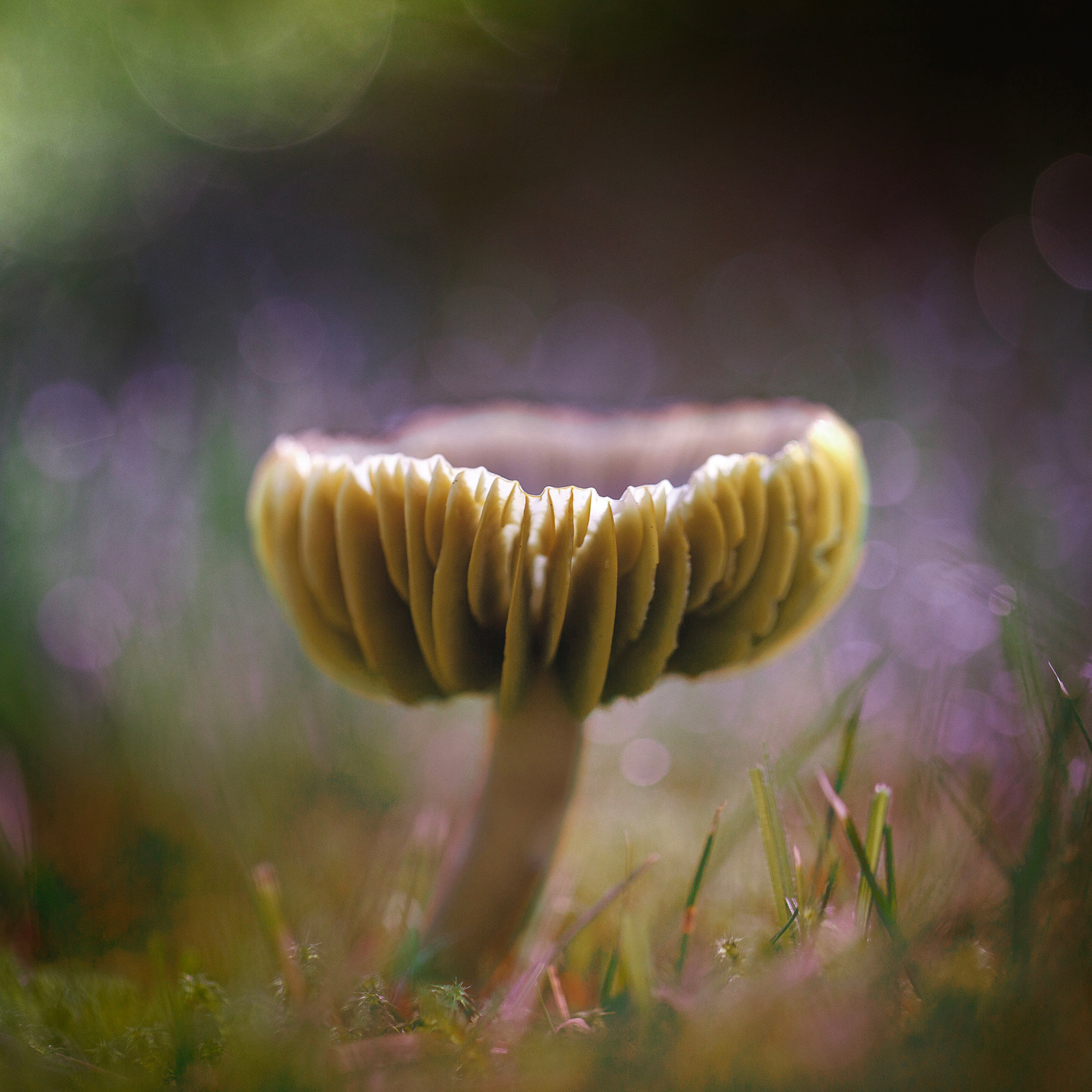 Shroom