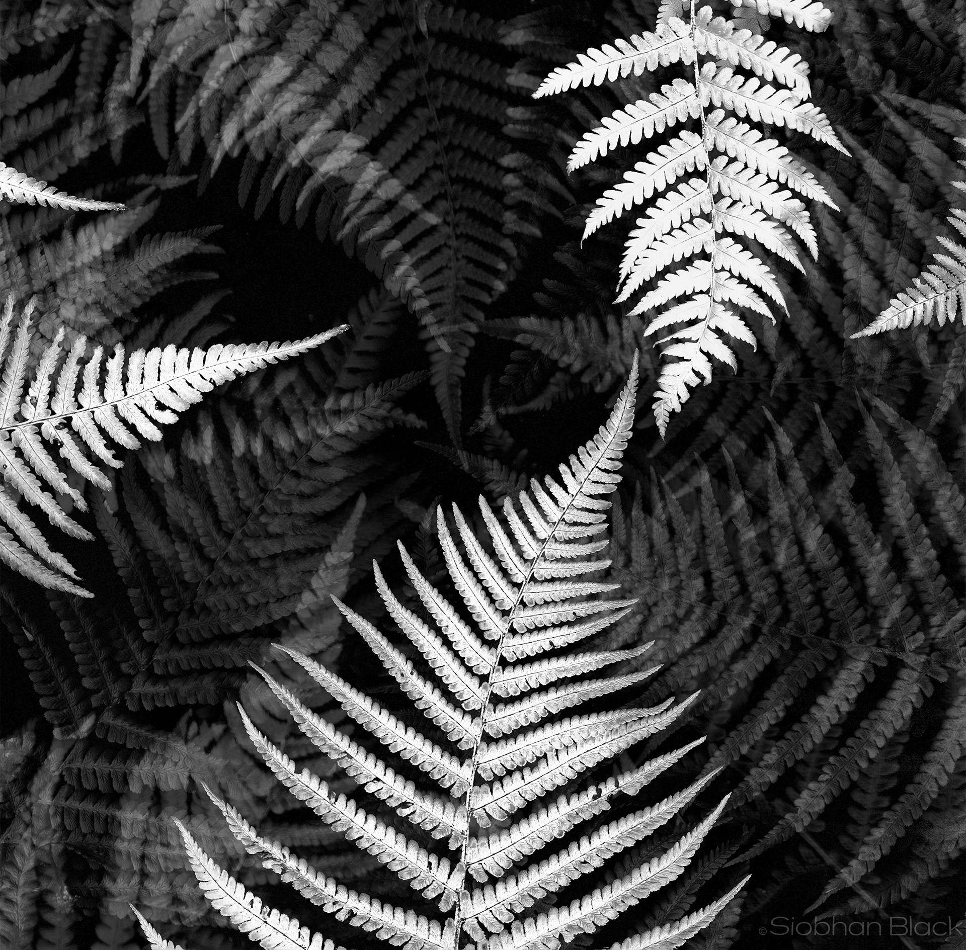 Ferns Multiple Exposure