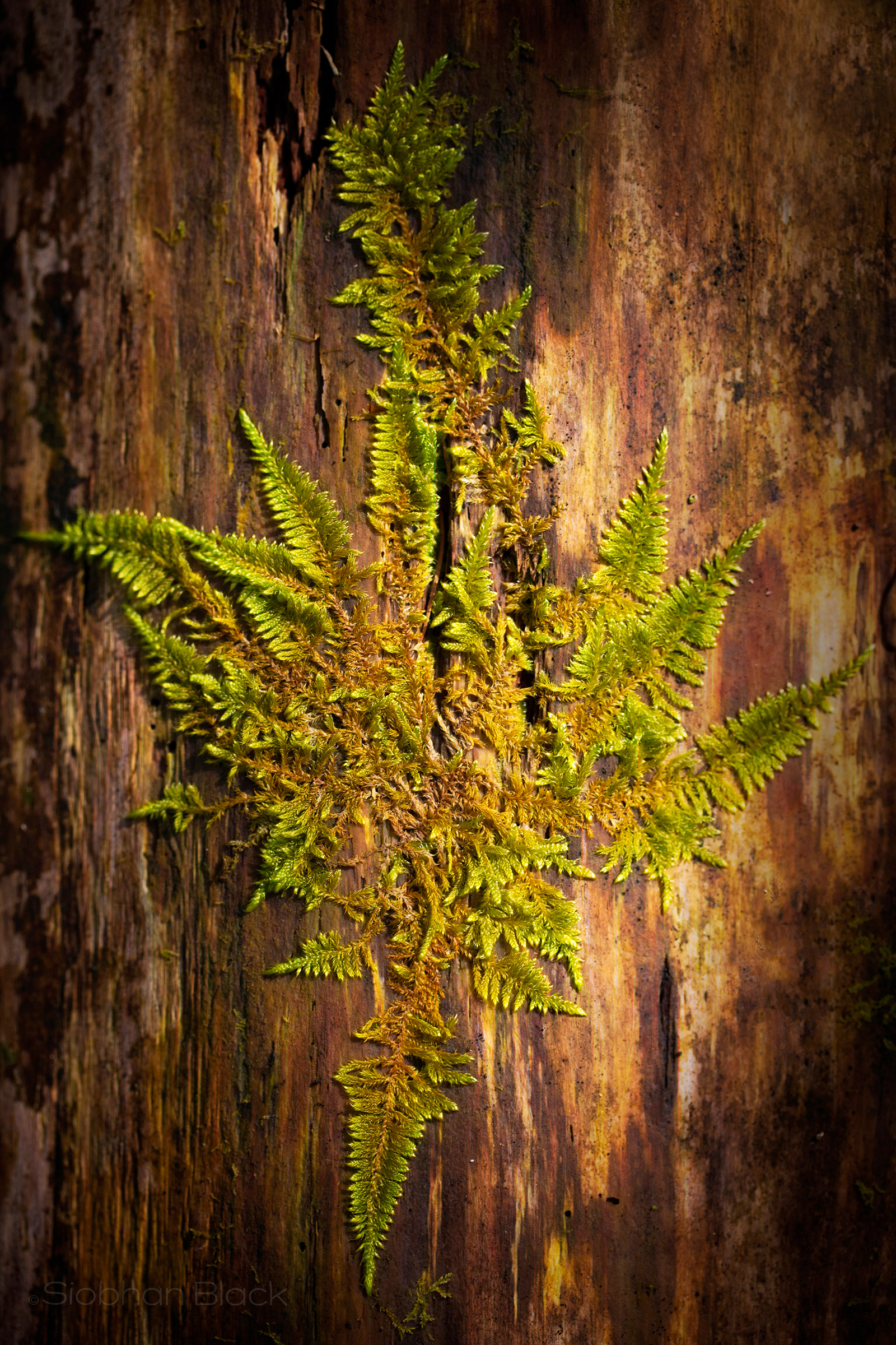 Sunlight on Fern