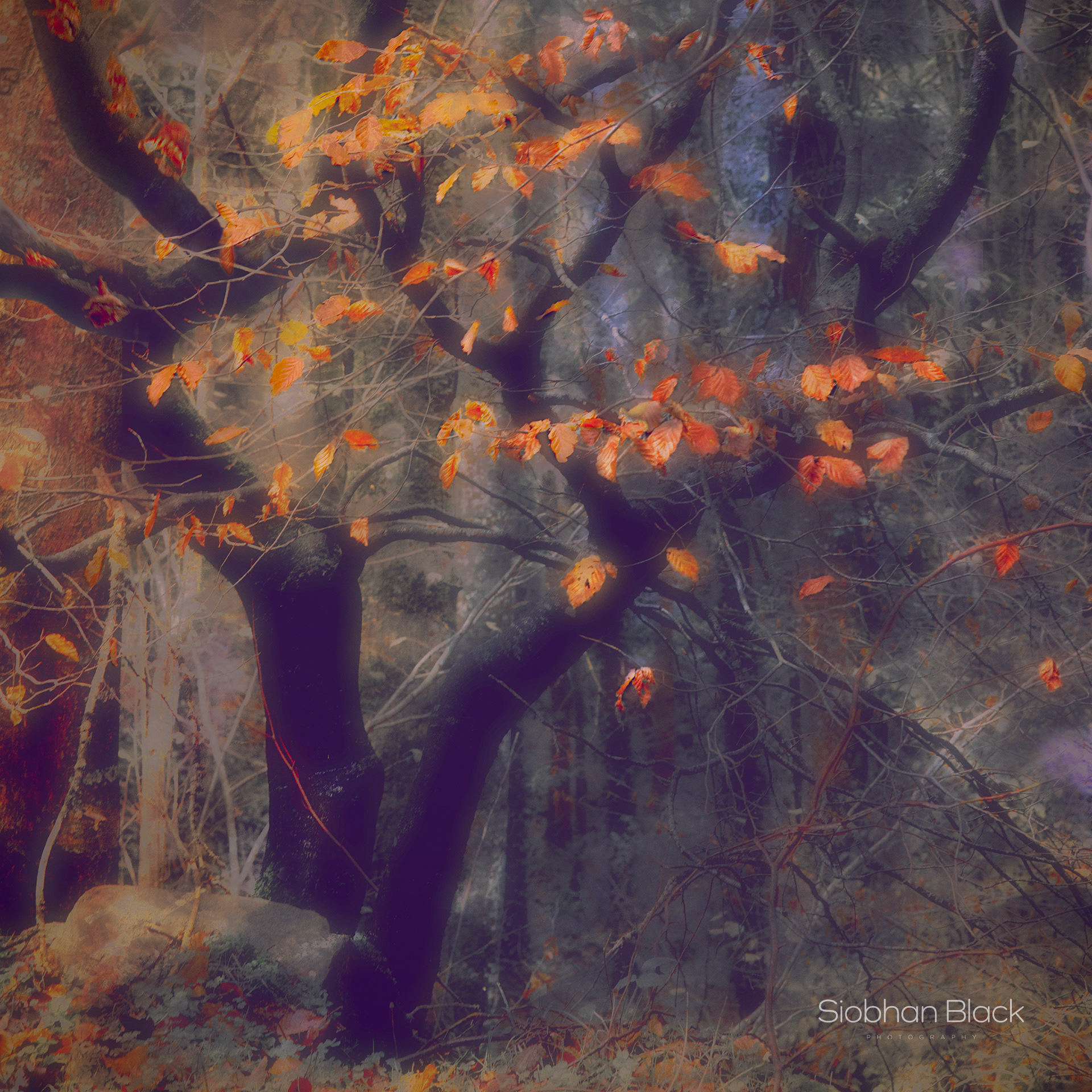 Enchanted Places