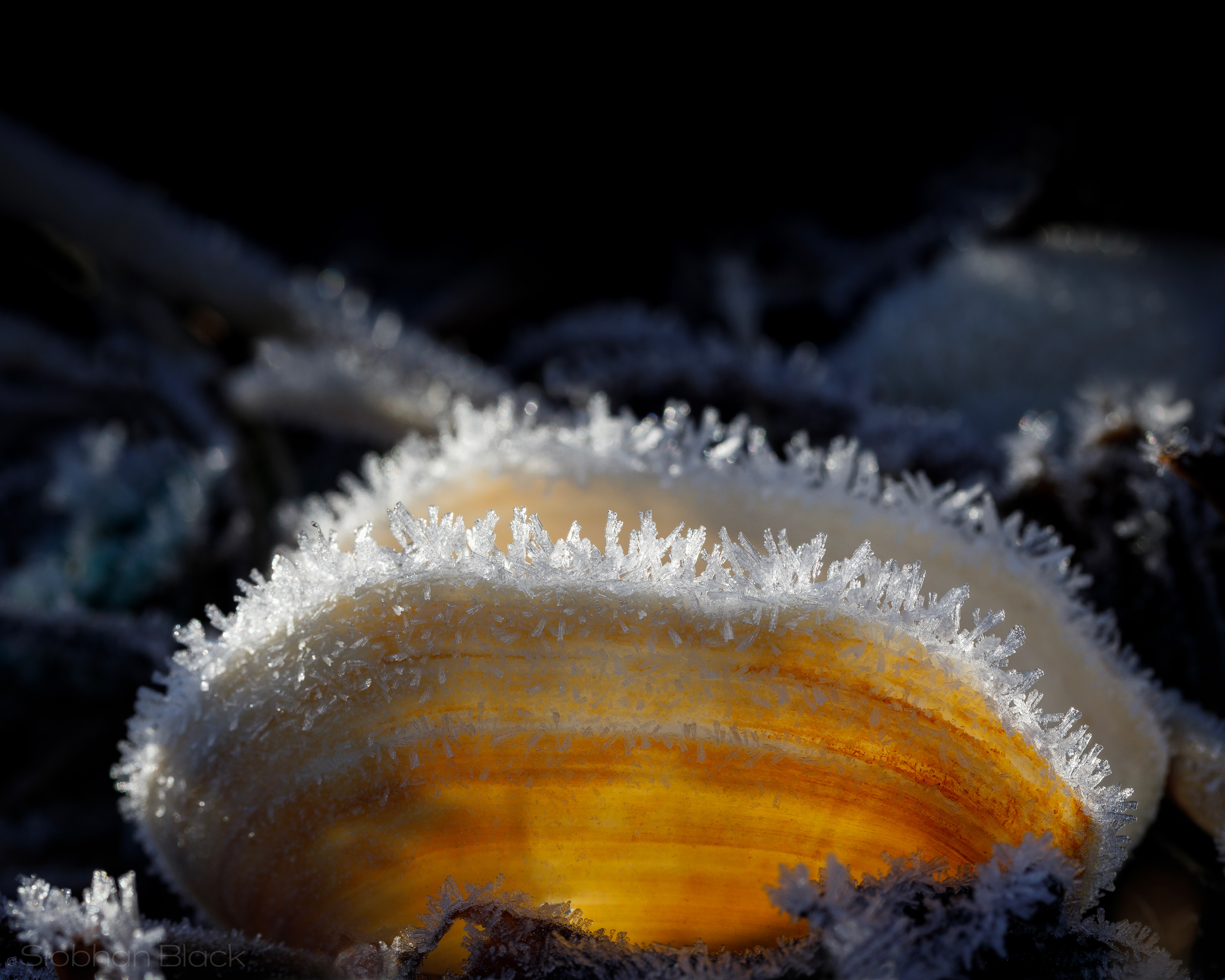 Frozen Sun