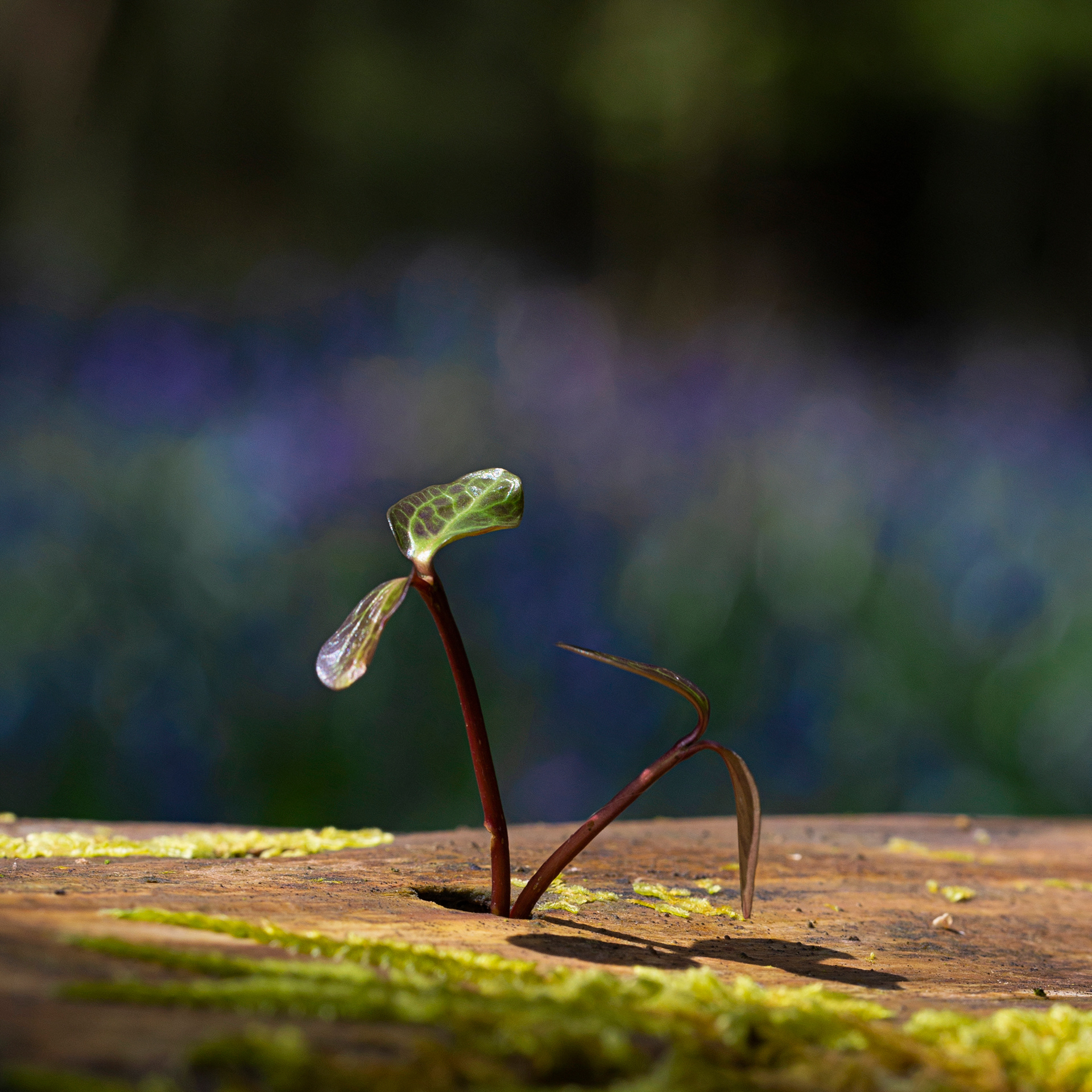 New Life