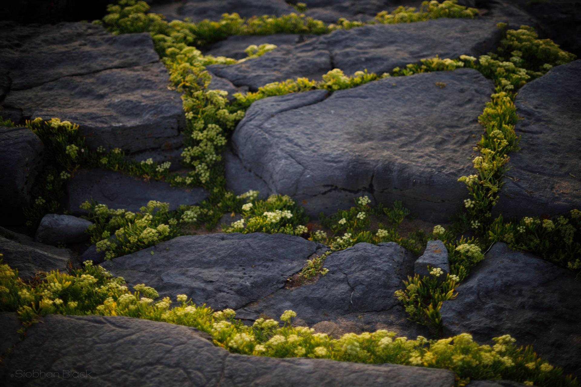 Burren Blanket-vintage lens