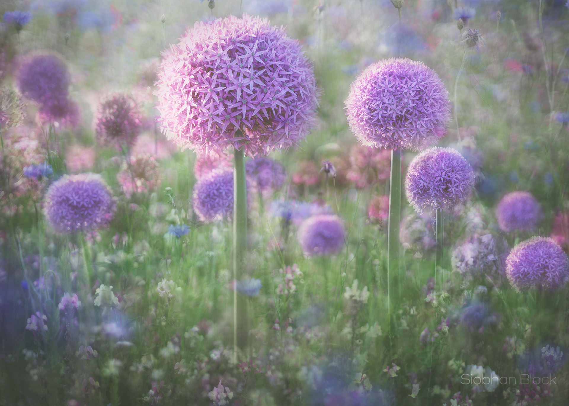 Allium Meadow