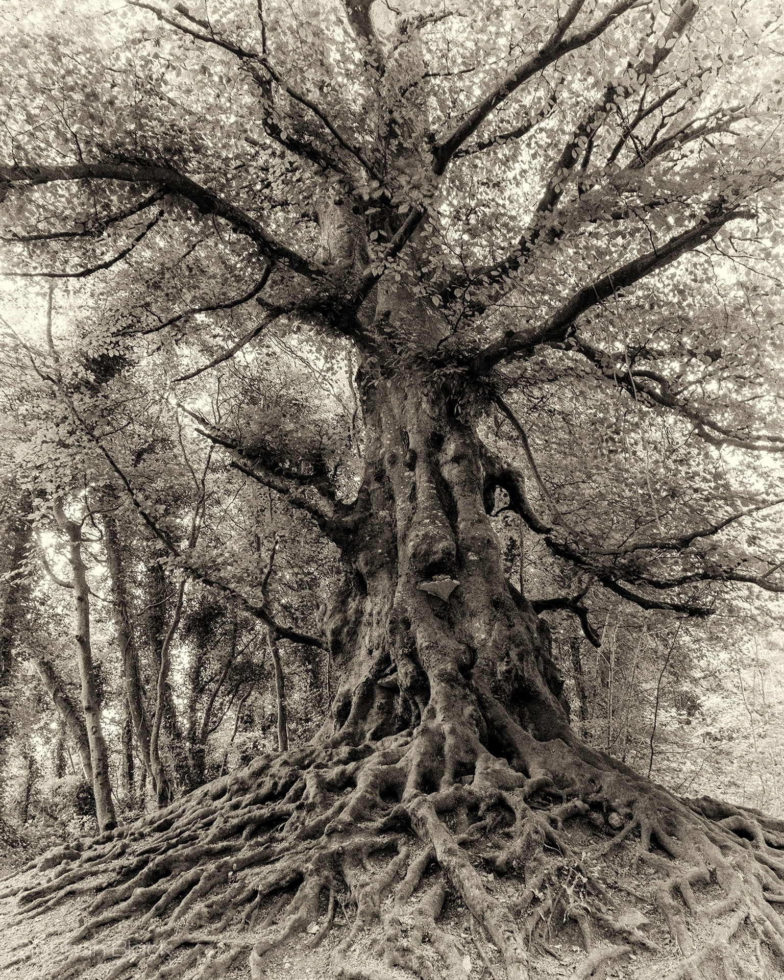 Ancient Tree Balrath