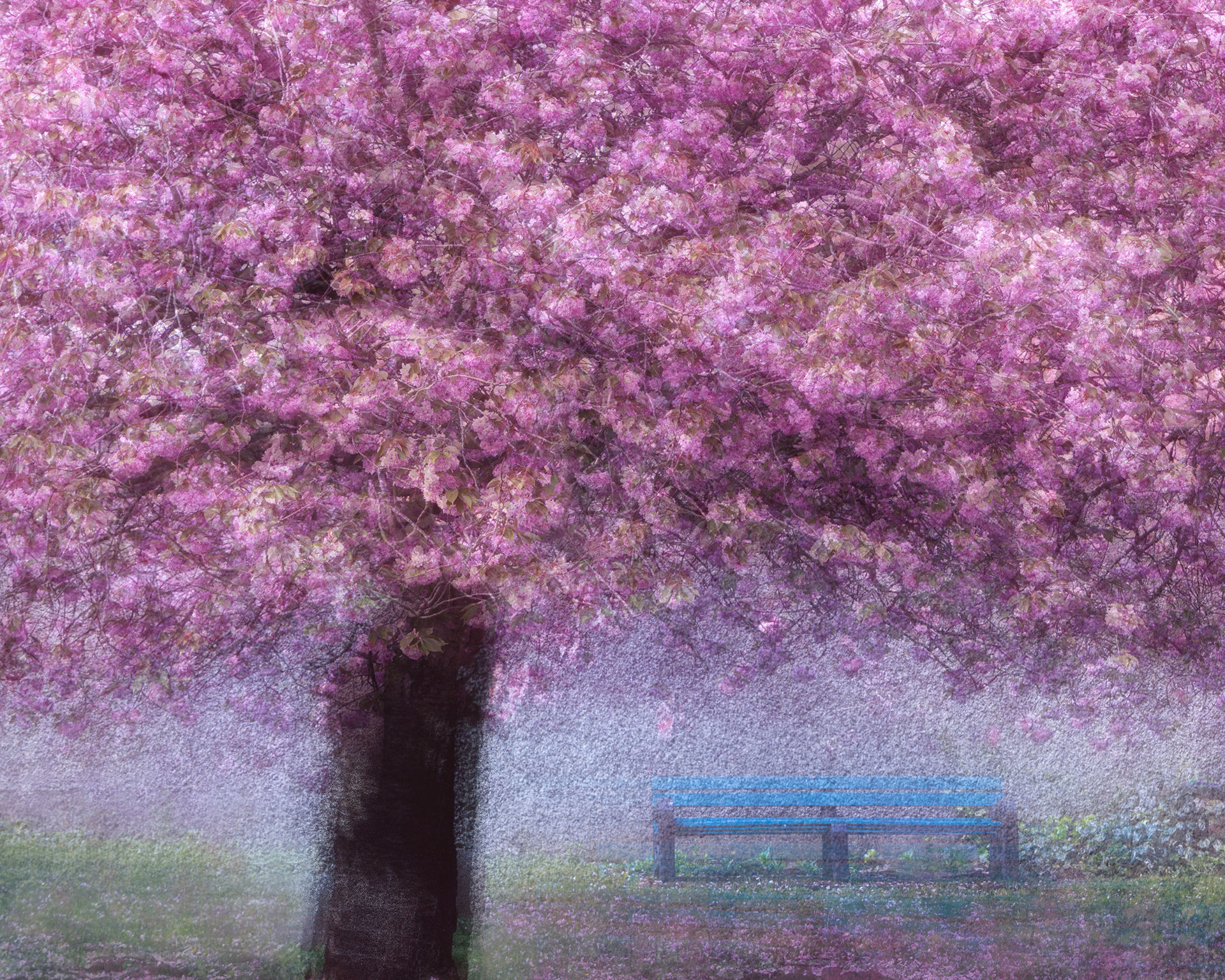 Cherry Blossoms Dundalk