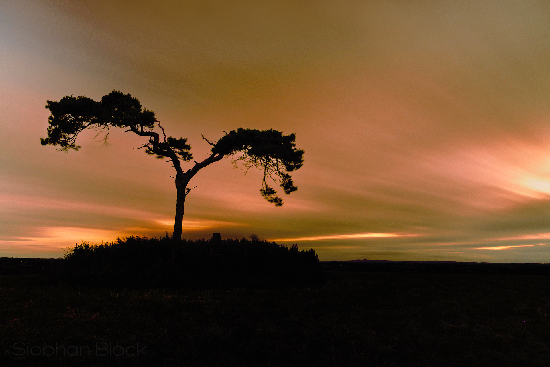Fairy Tree
