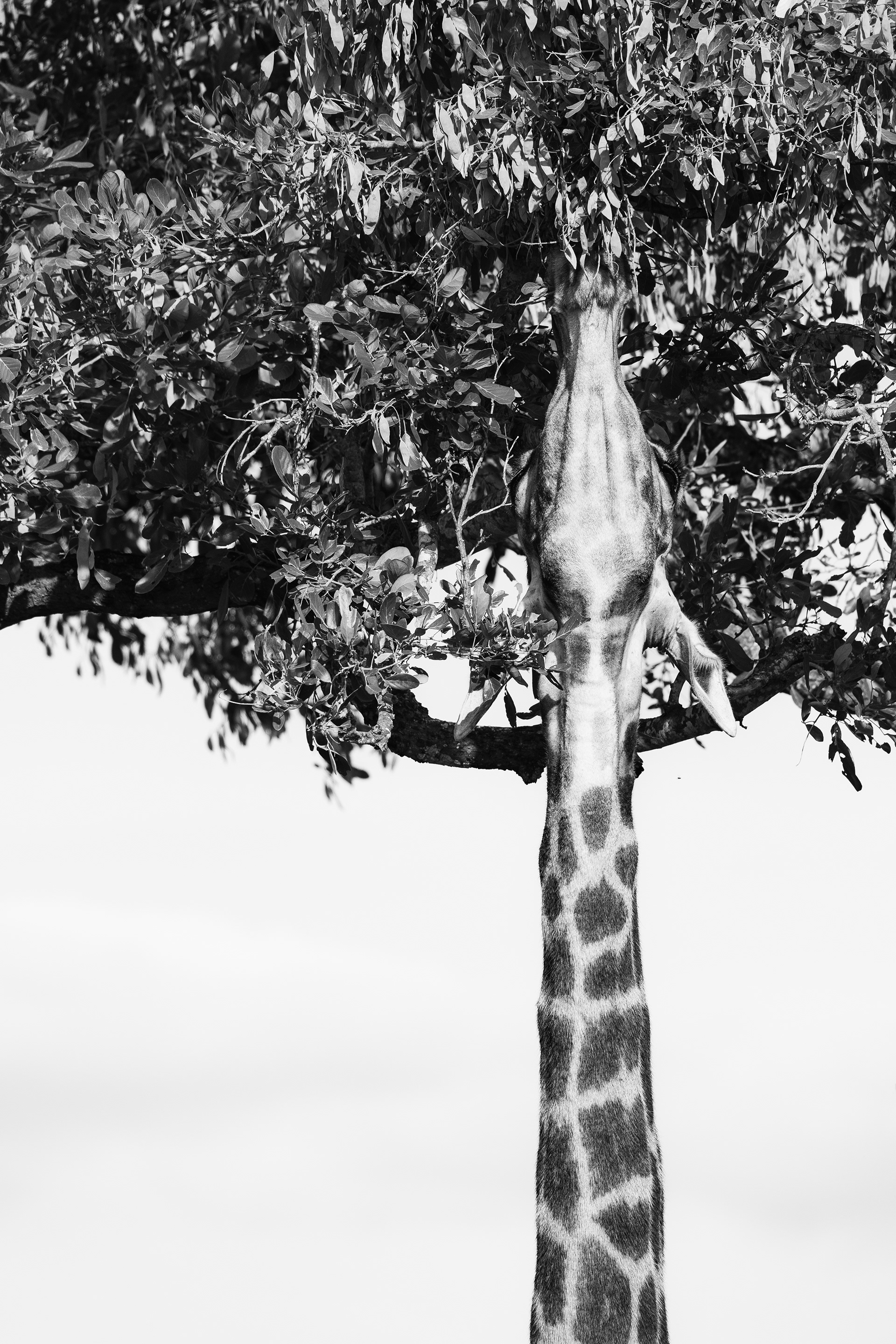 "Aim Higher", South Africa