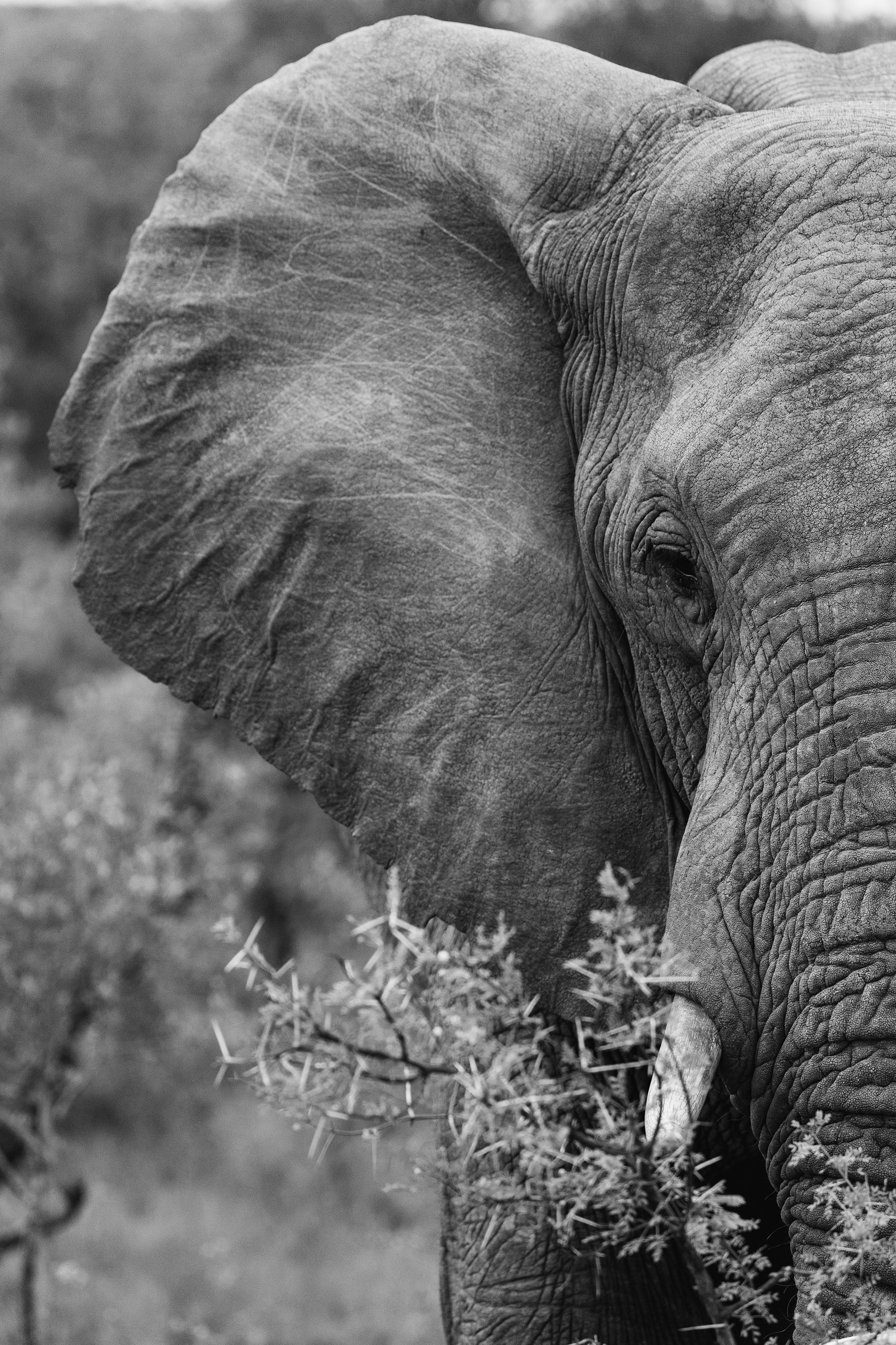 "The Sentinel", South Africa