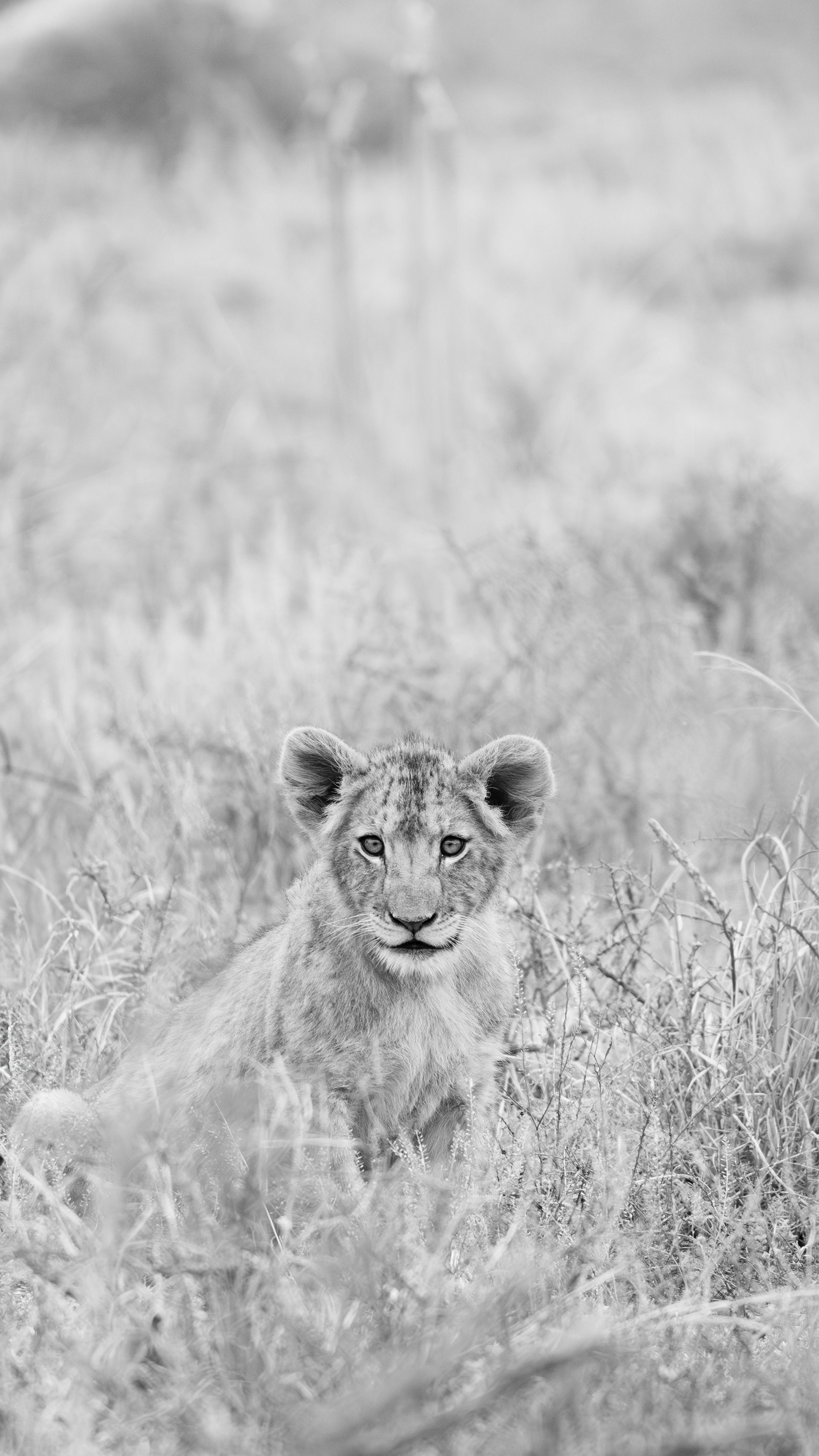 "Little Leo", South Africa
