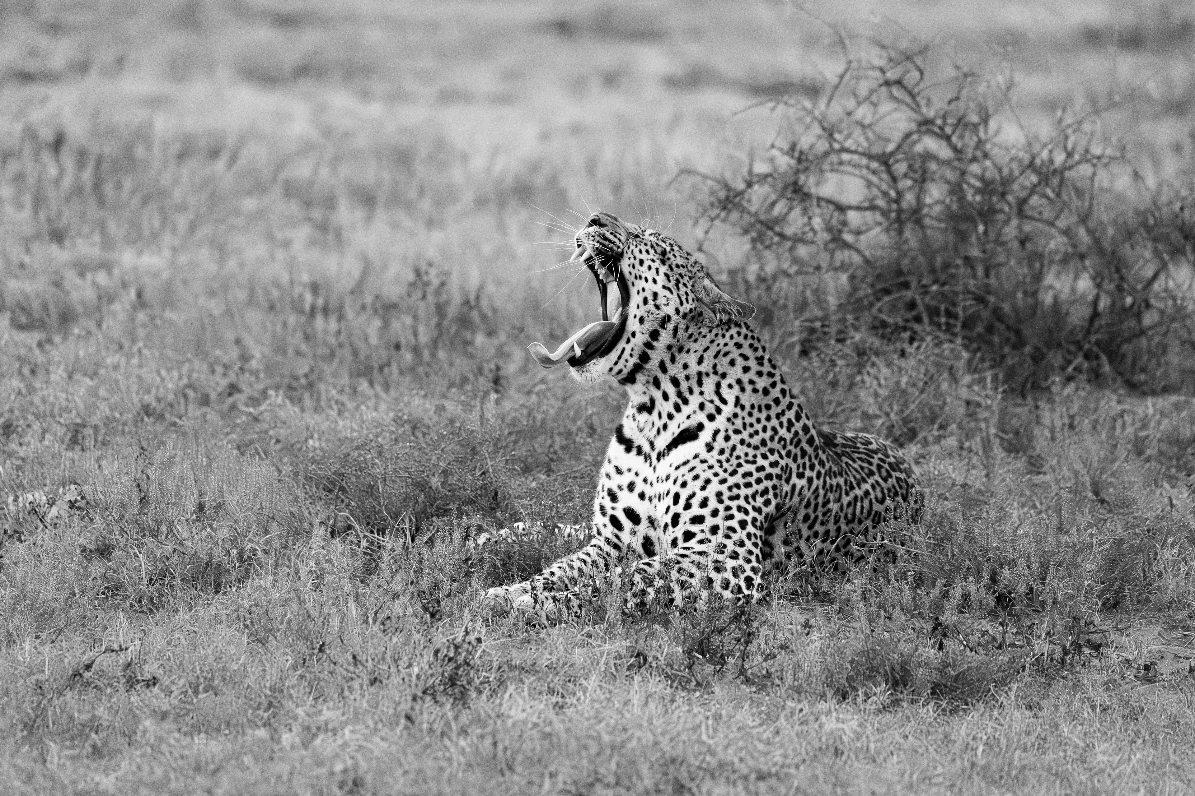 "Male Leopard", South Africa
