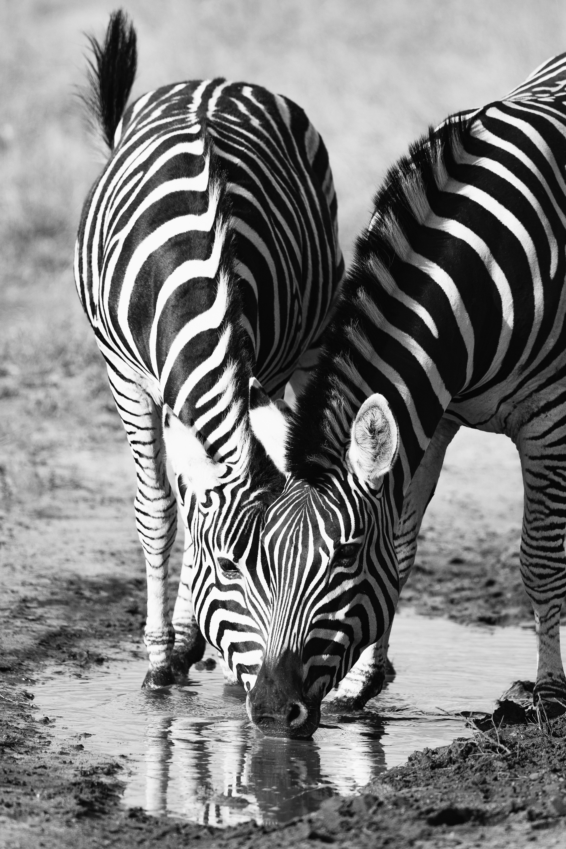 "Mirror Image", South Africa