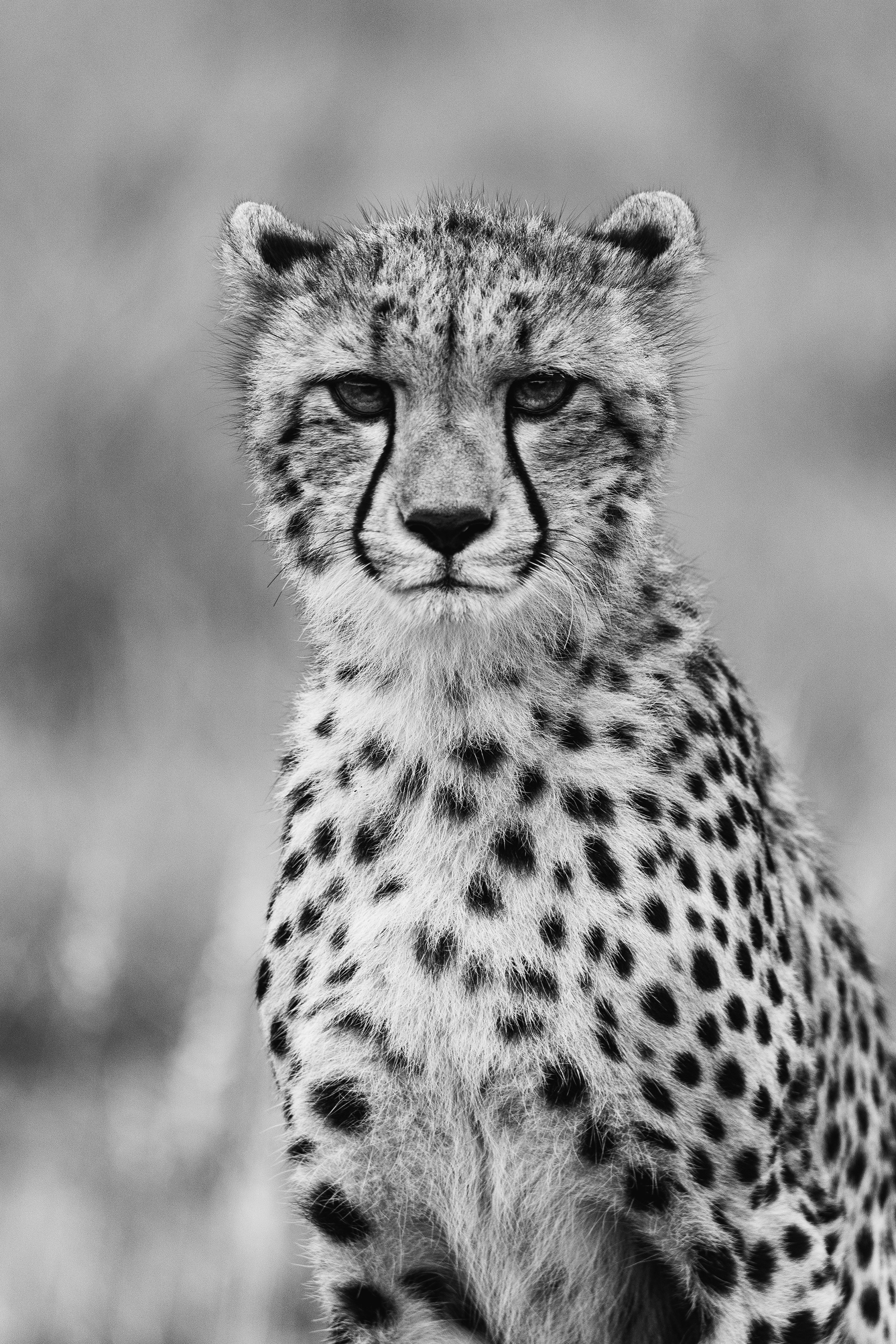 "Teardrop", South Africa