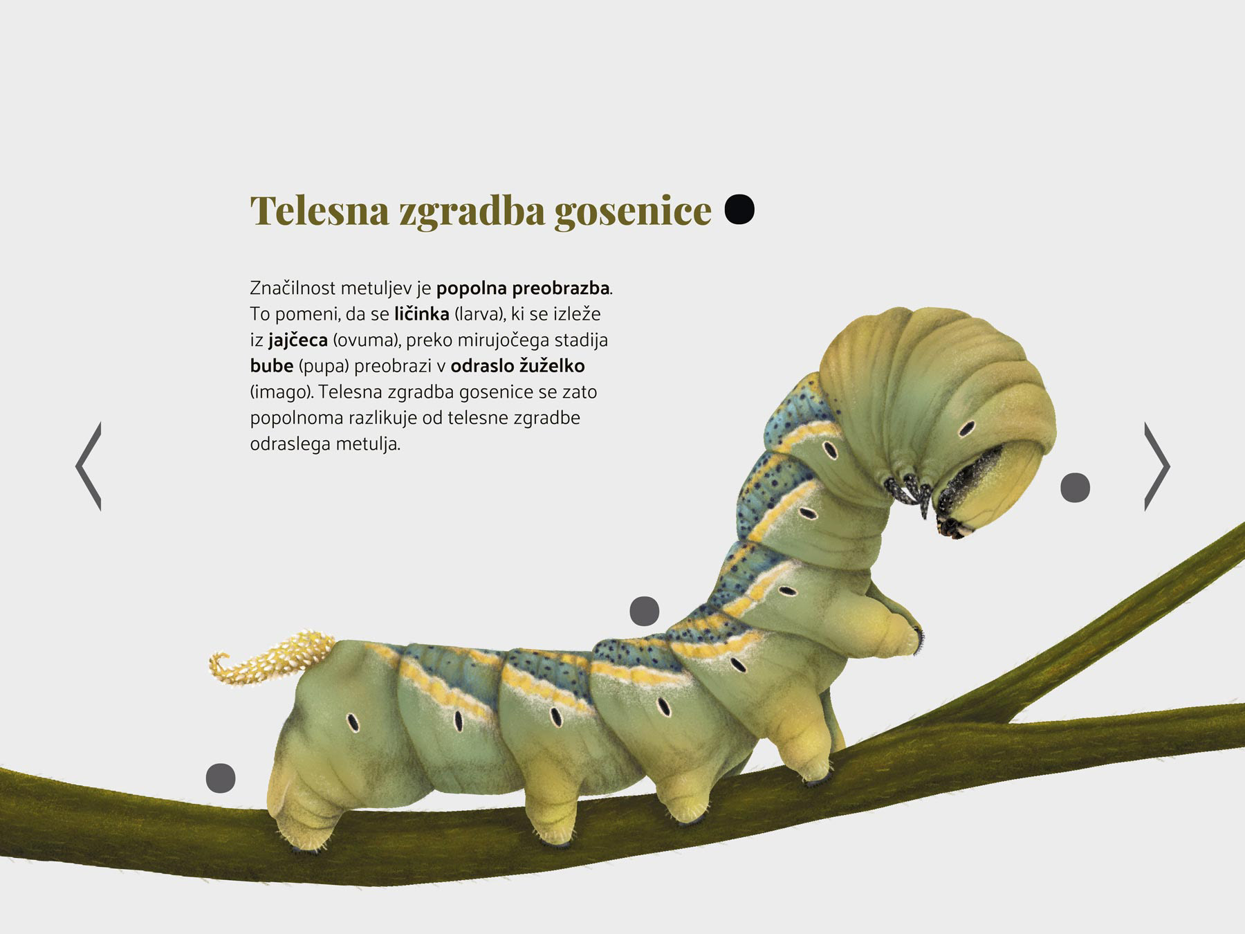 Druga stran knjige – telesna zgradba gosenice – gosenica smrtoglavca na paradižnikovi vejici.