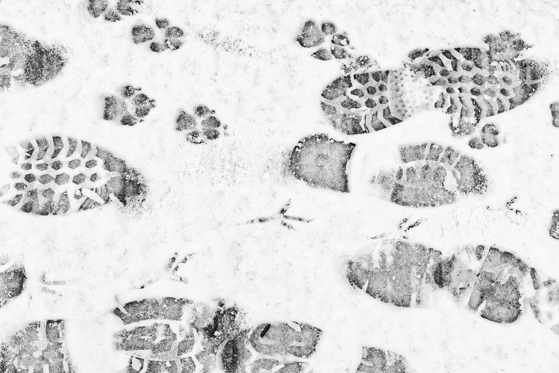 Paws, claws and yours