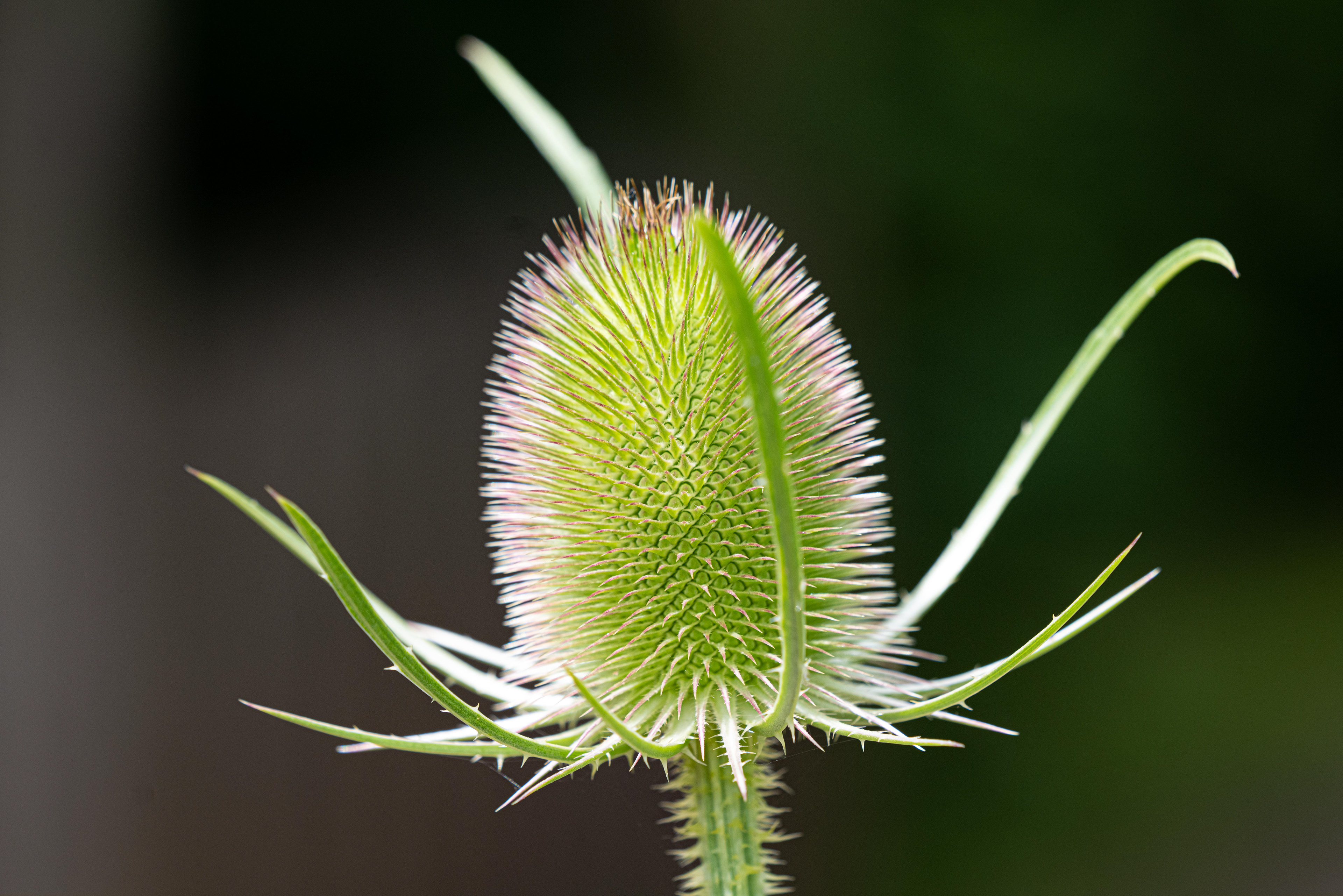 Thistle
