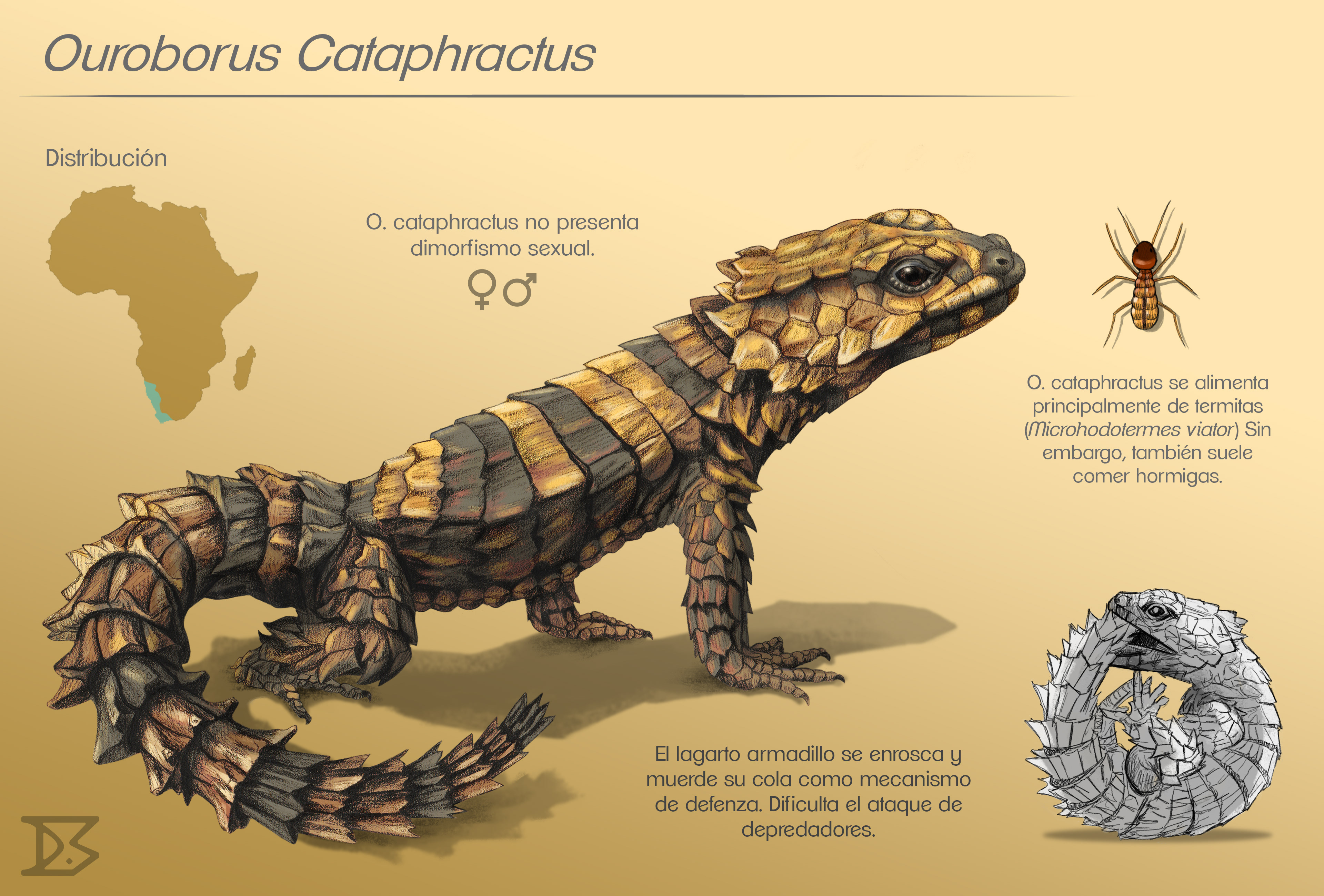 Ouroboros Cataphractus Colored