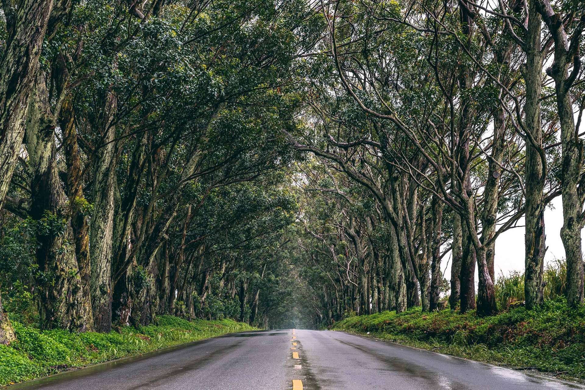 Kauai Tree Tunnel Road