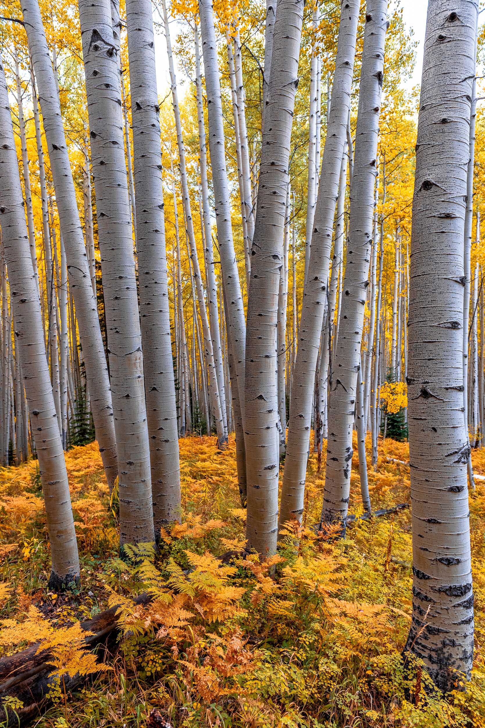Ginormous Aspen Trees Stand in a Field with Ferns in Autumn