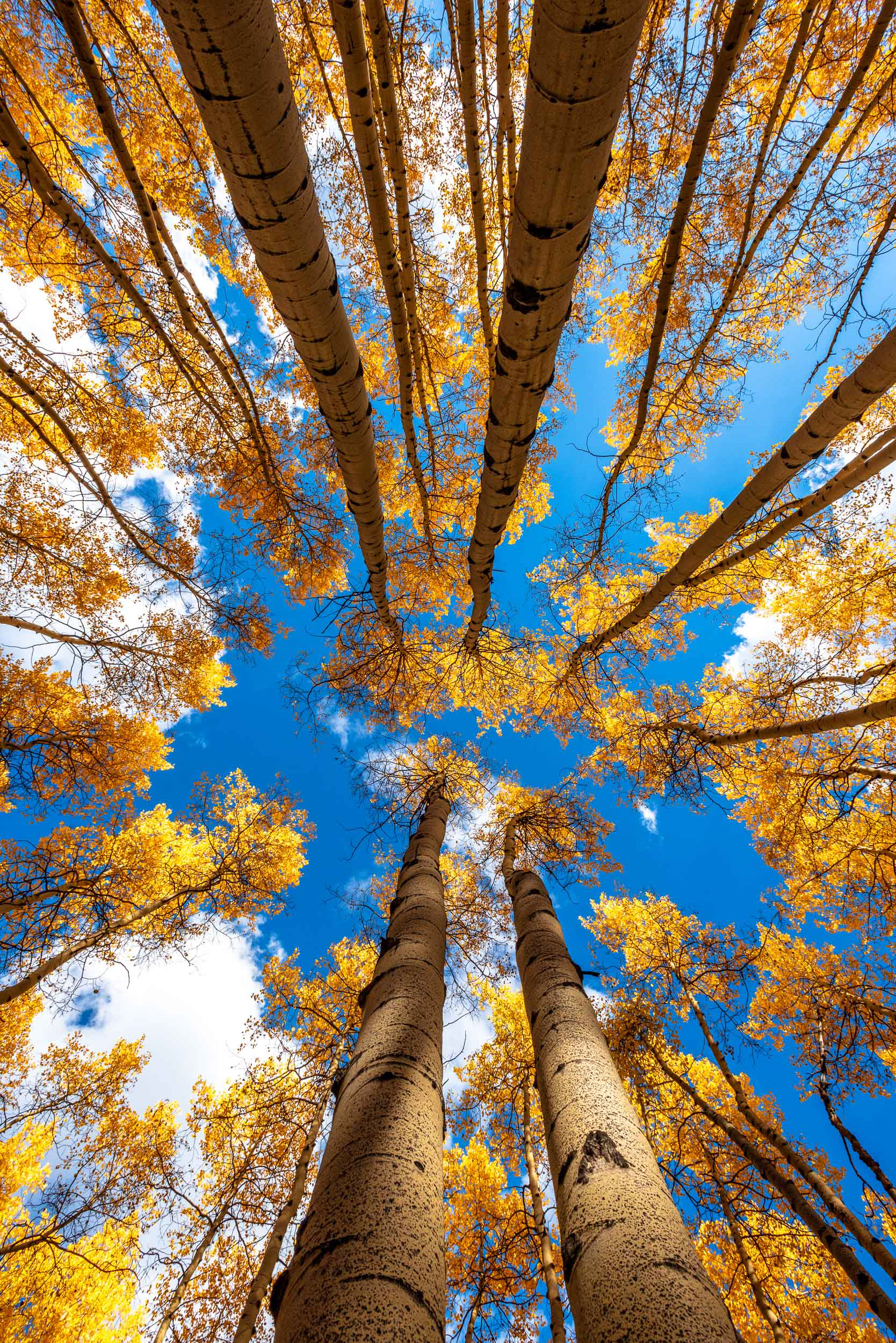 Lying Beneath Tall Aspens in Autumn