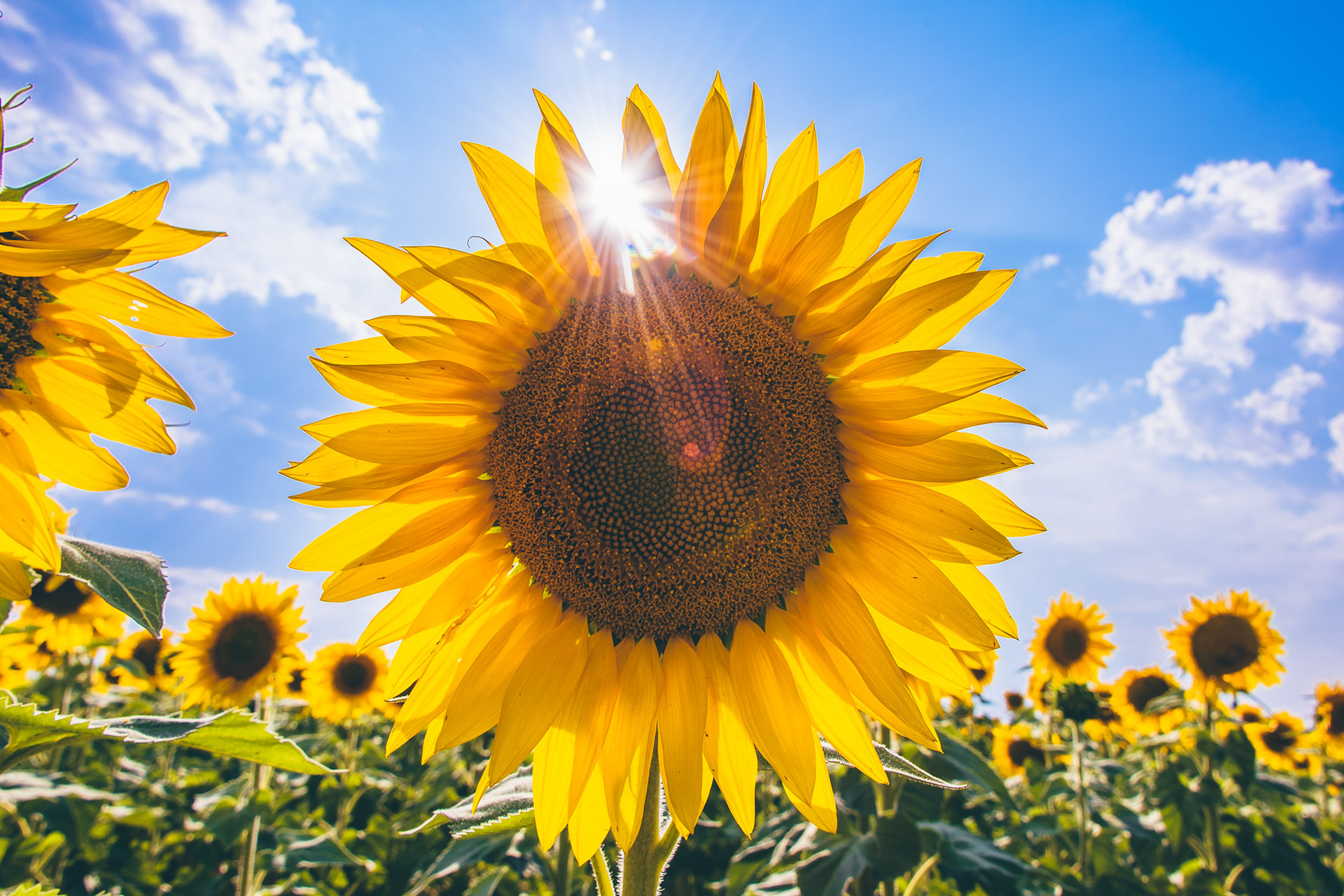 Sunflower with Sun Star on a Summer Afternoon