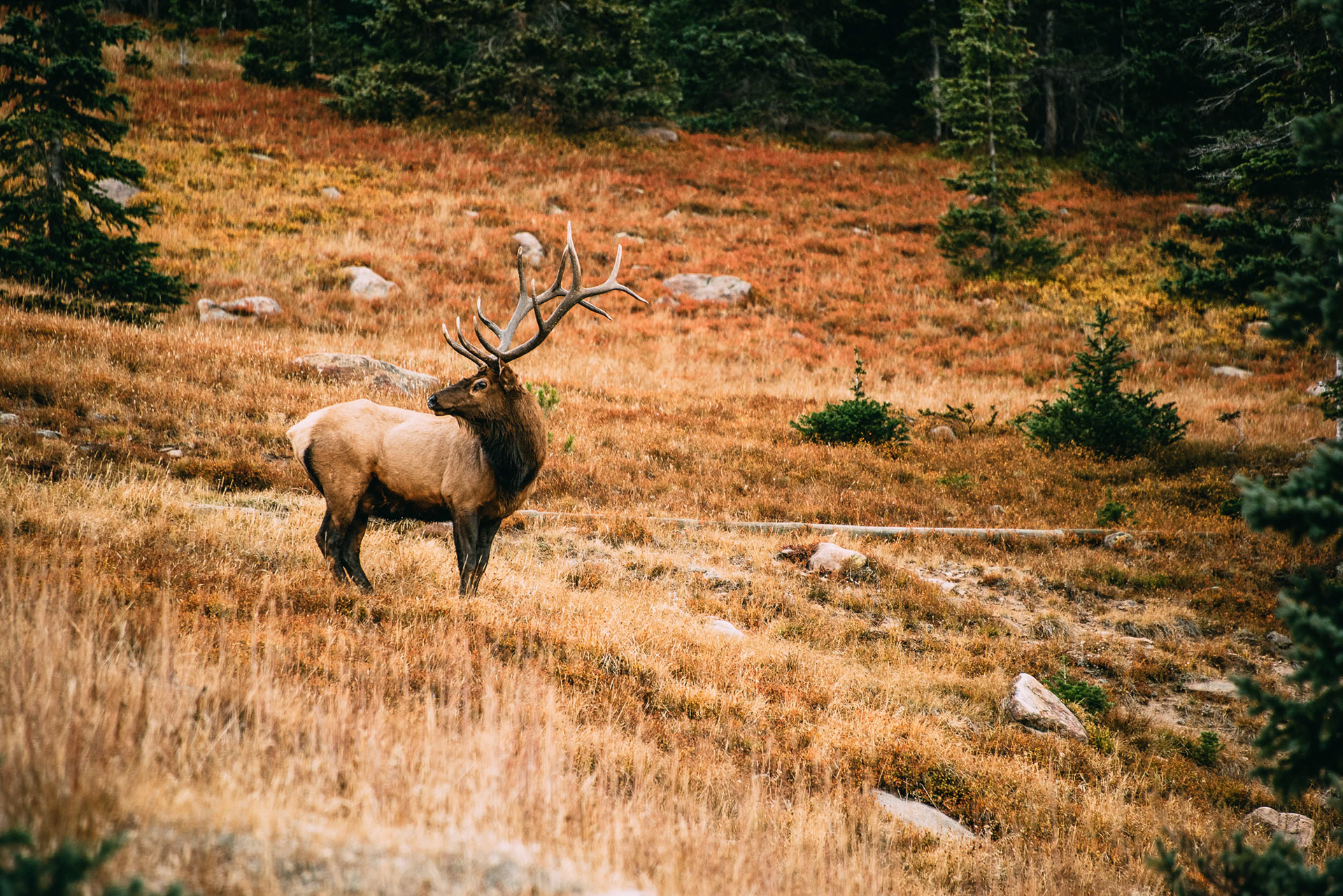 Bull Elk During Rutting Season