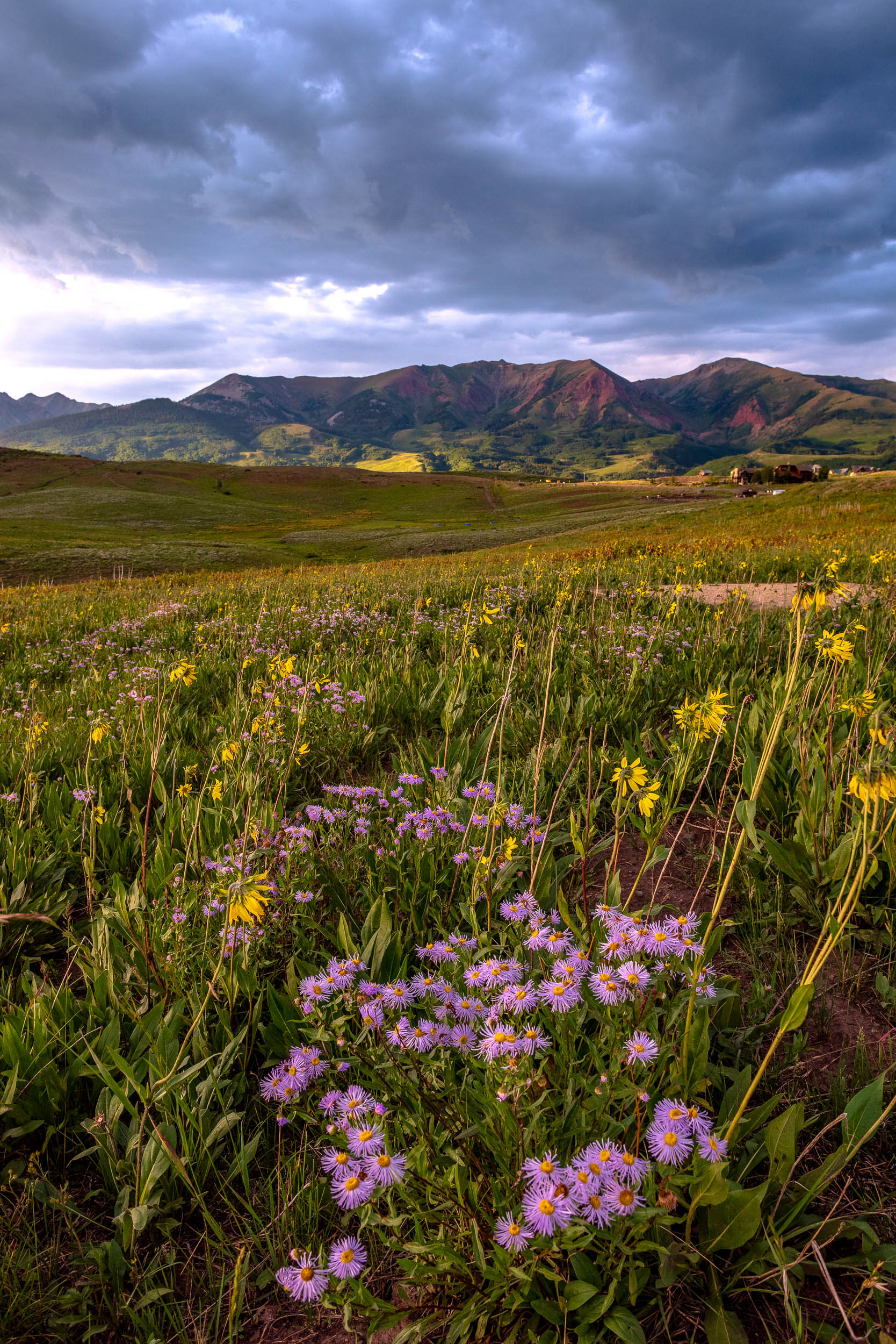 Purple Asters Among Field of Wildflowers