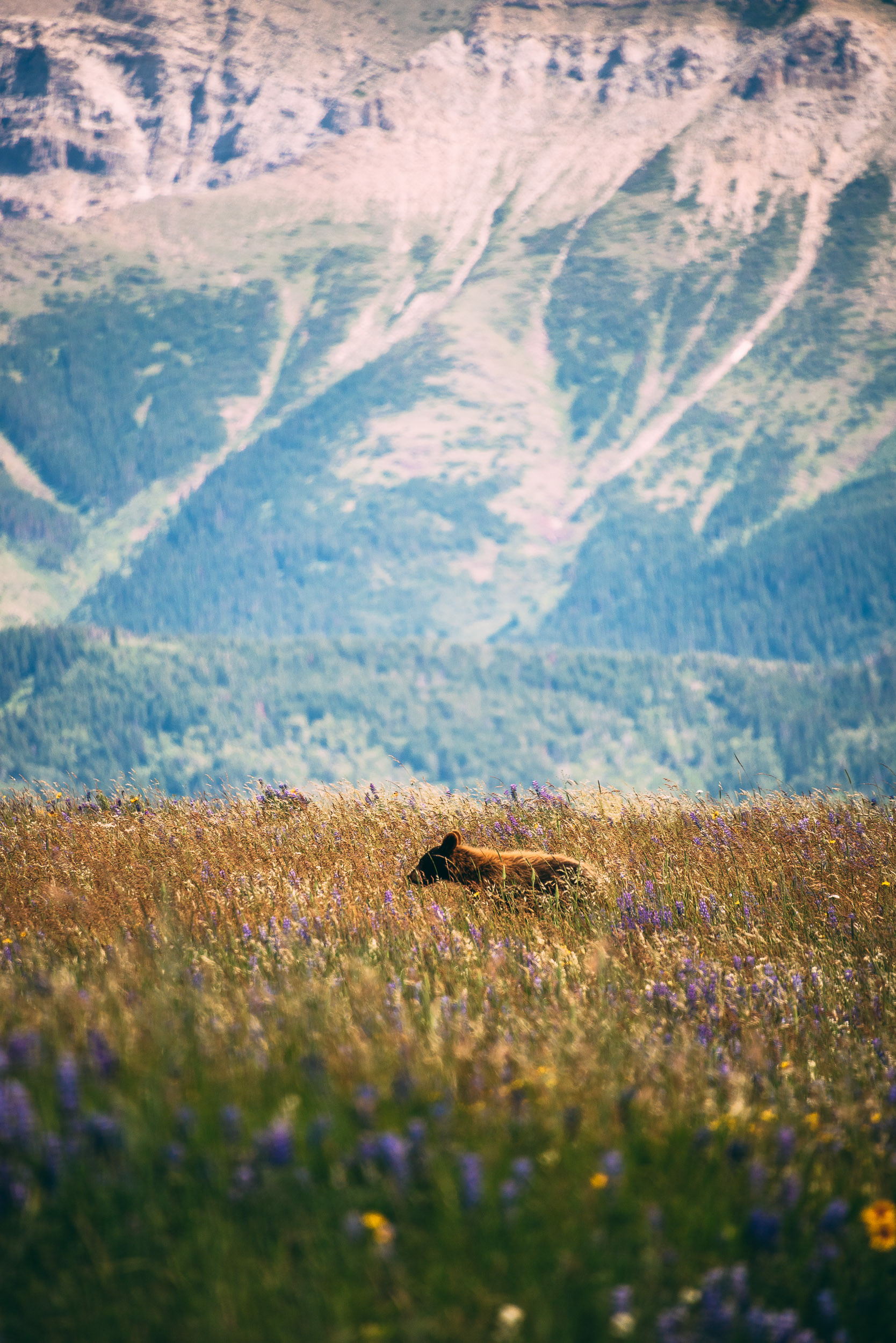 Grizzly Cub Among Alberta Wildflowers