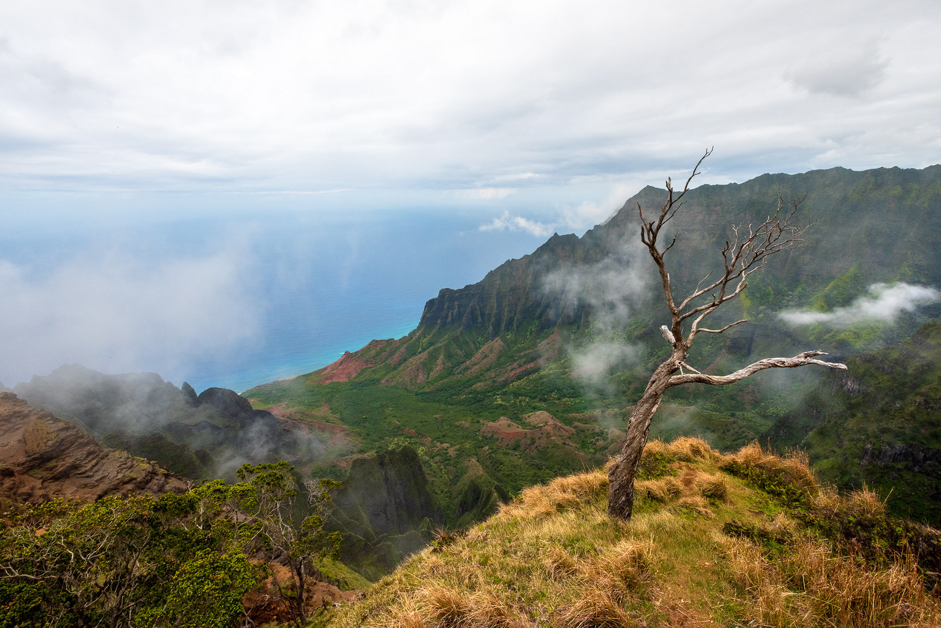 Lone Tree Sits on a Cliff in Hawaii