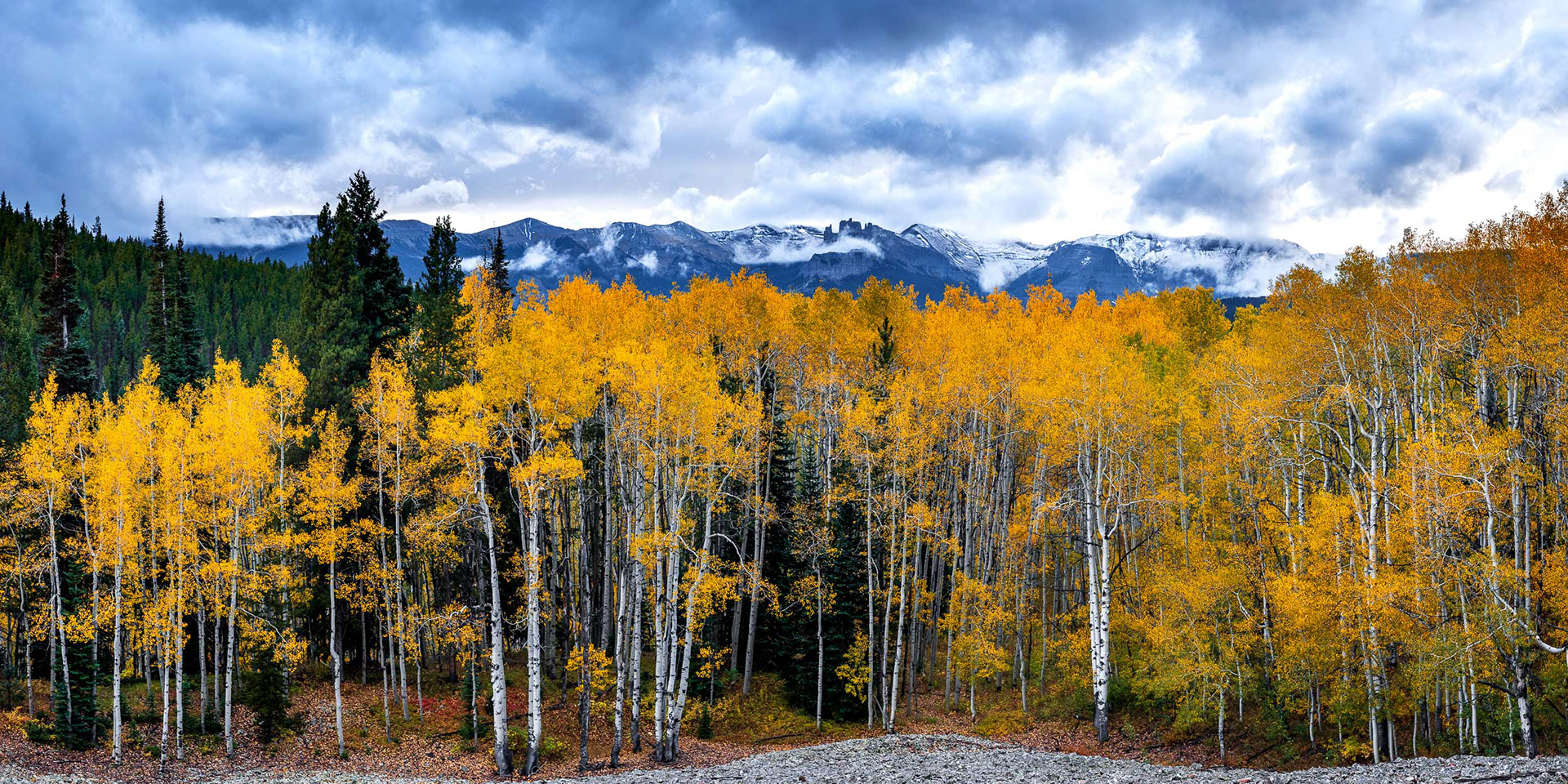 Aspen Grove Sits in Front of Dramatic Clouds Near the Mountains
