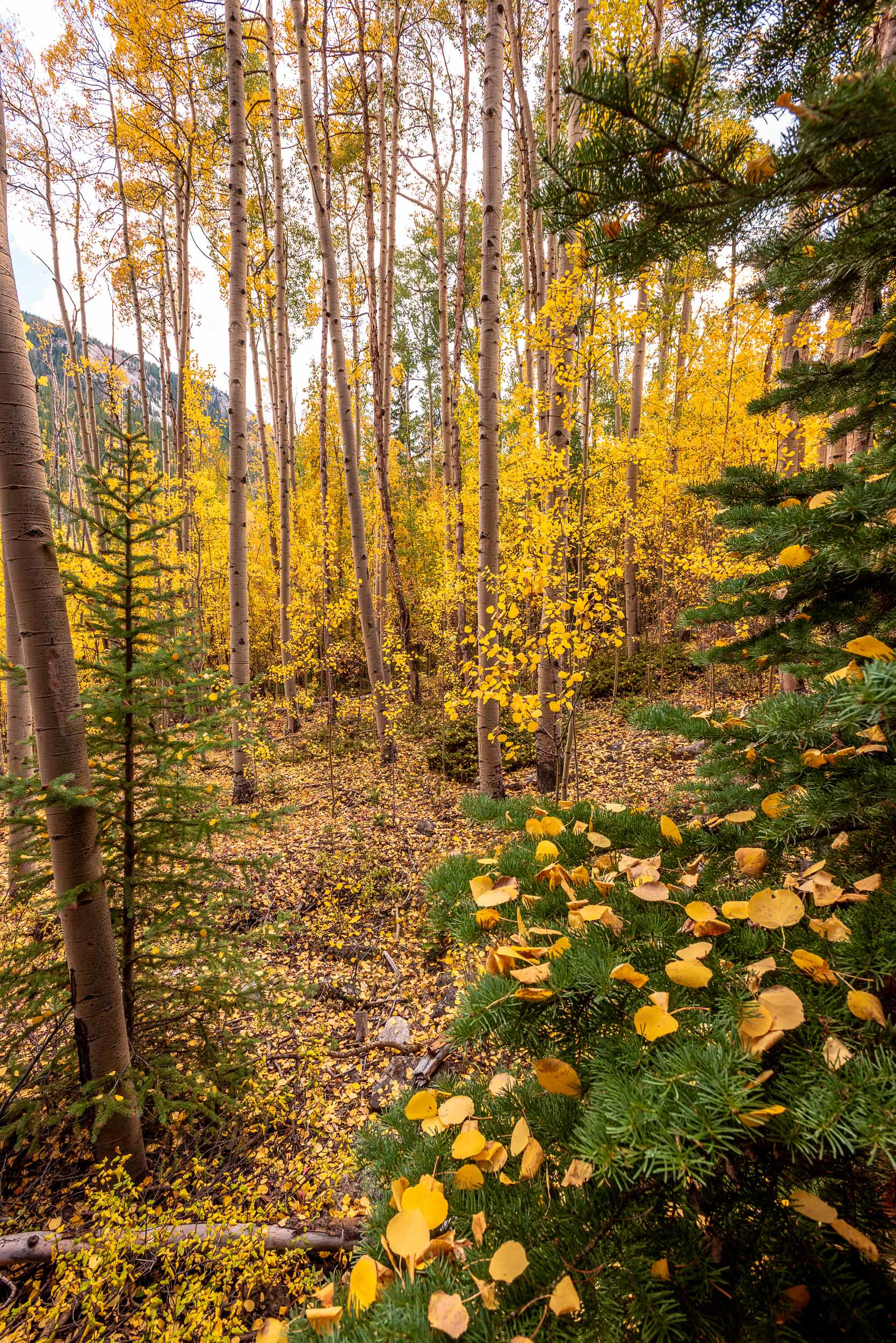 Fallen Aspen Leaves Sit on Pine Tree