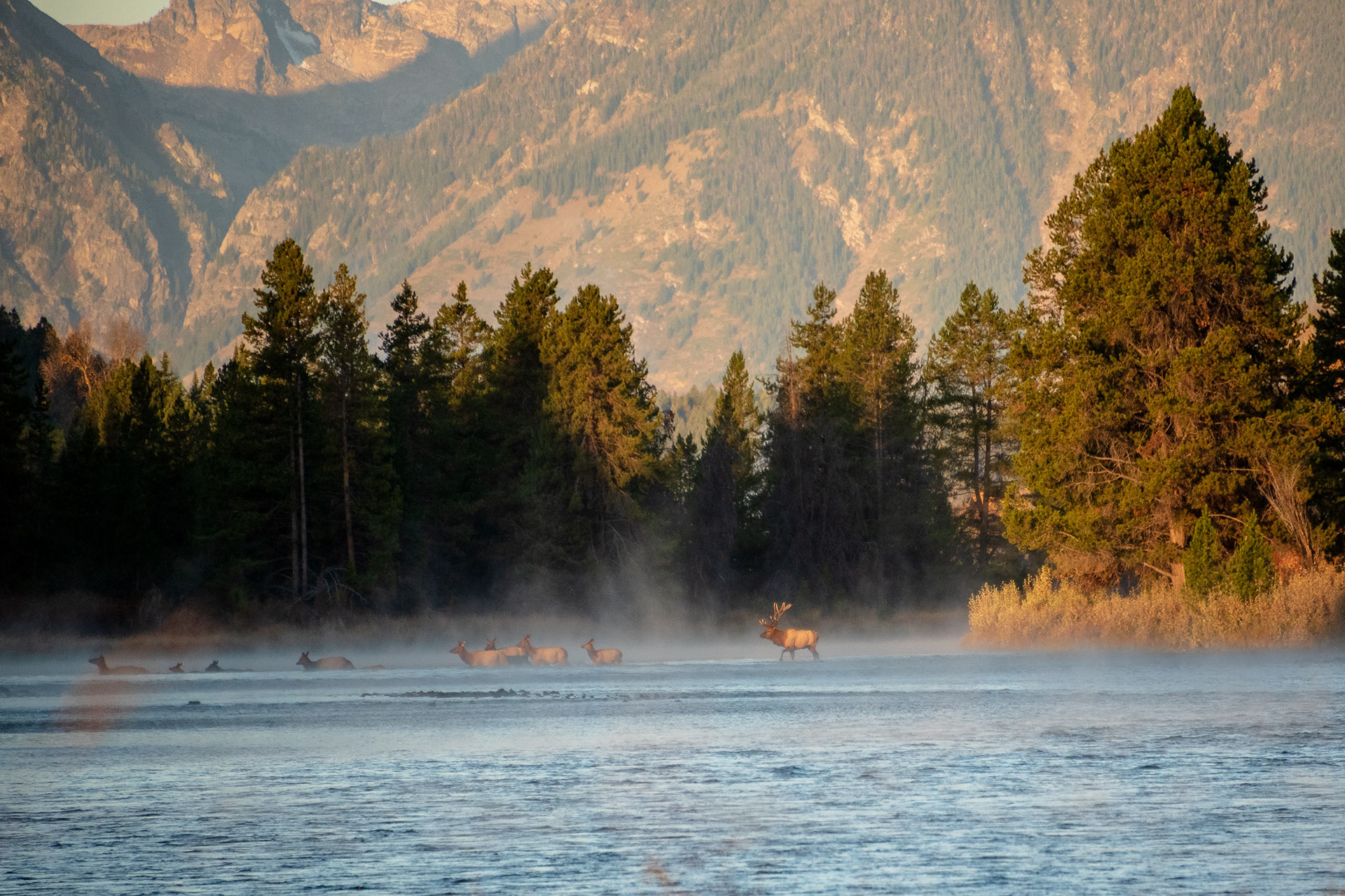 Bull Elk Heards Cows Across the Snake River at Sunrise