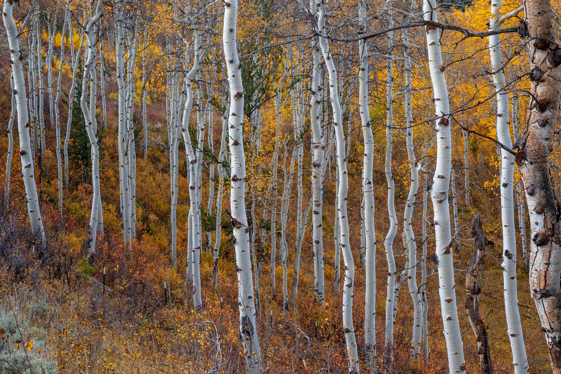 Flexible Looking Aspen Grove on Hillside