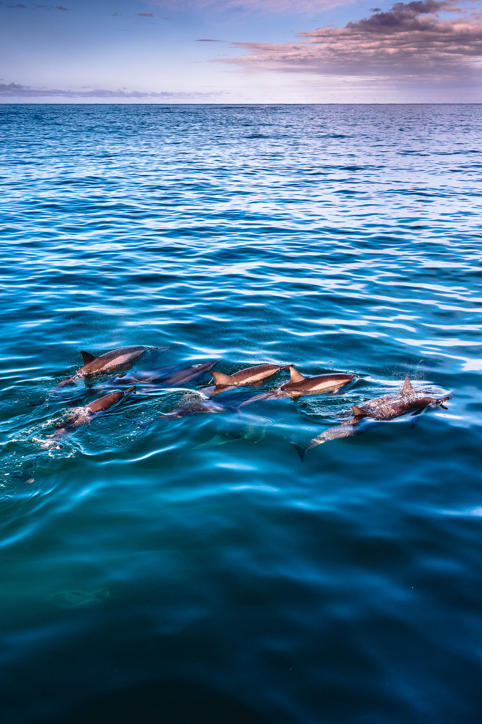 Group of Dolphins Swimming Along Ocean Surface