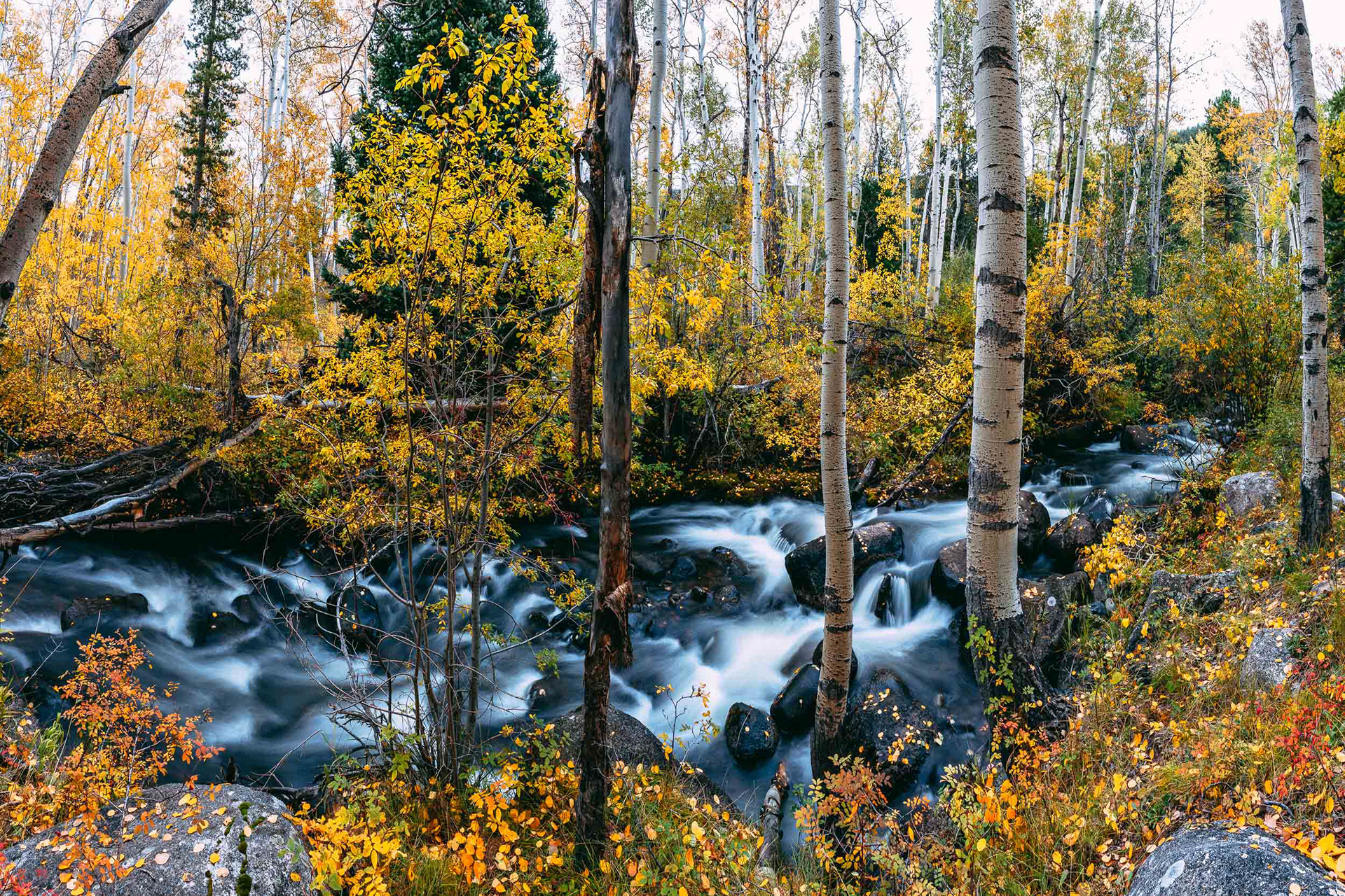Monarch Pass Autumn Stream Panorama
