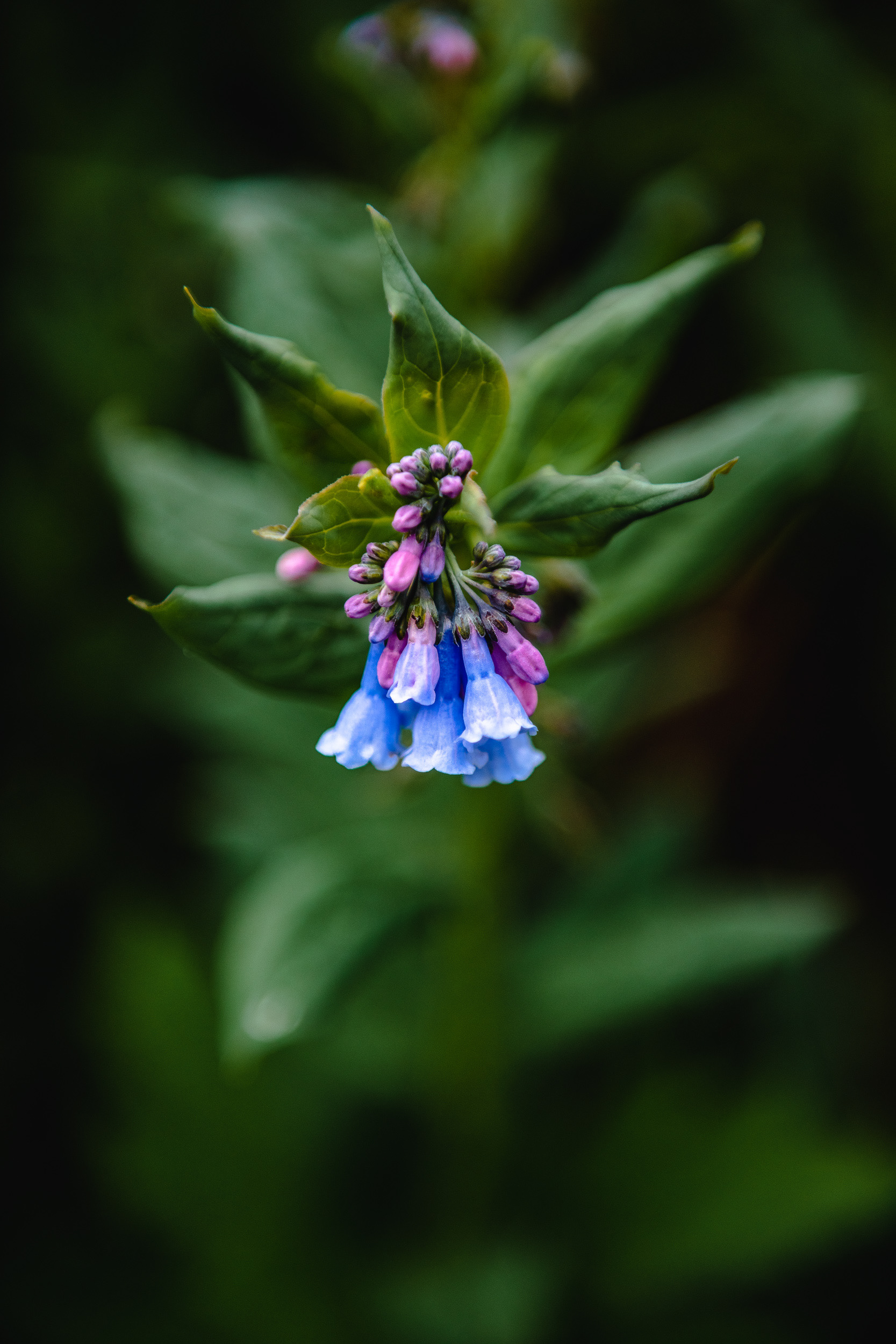 Wild Blue Bells in Colorado Wilderness