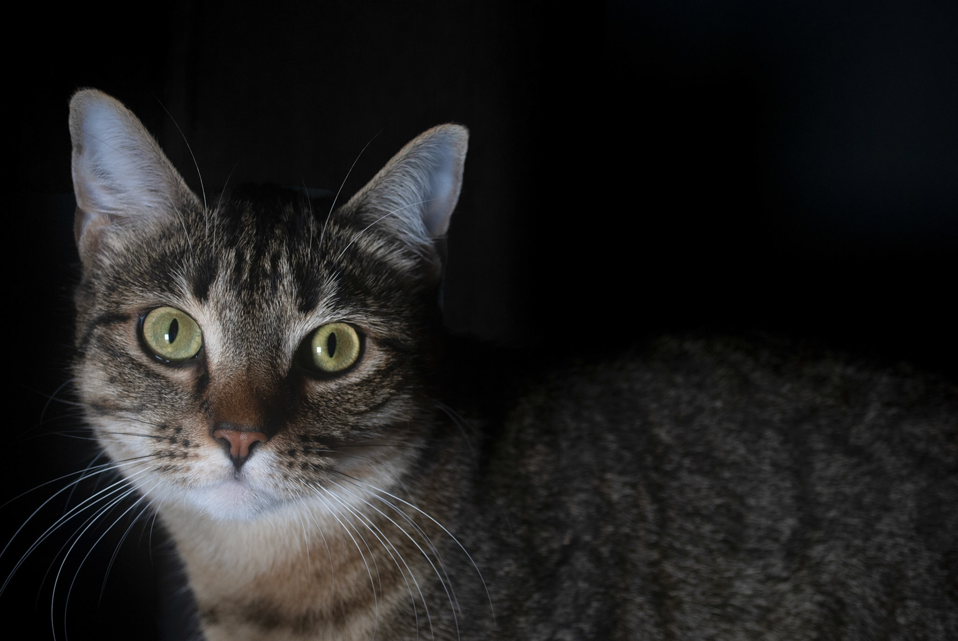 Purple - Nikon D60 - 2021