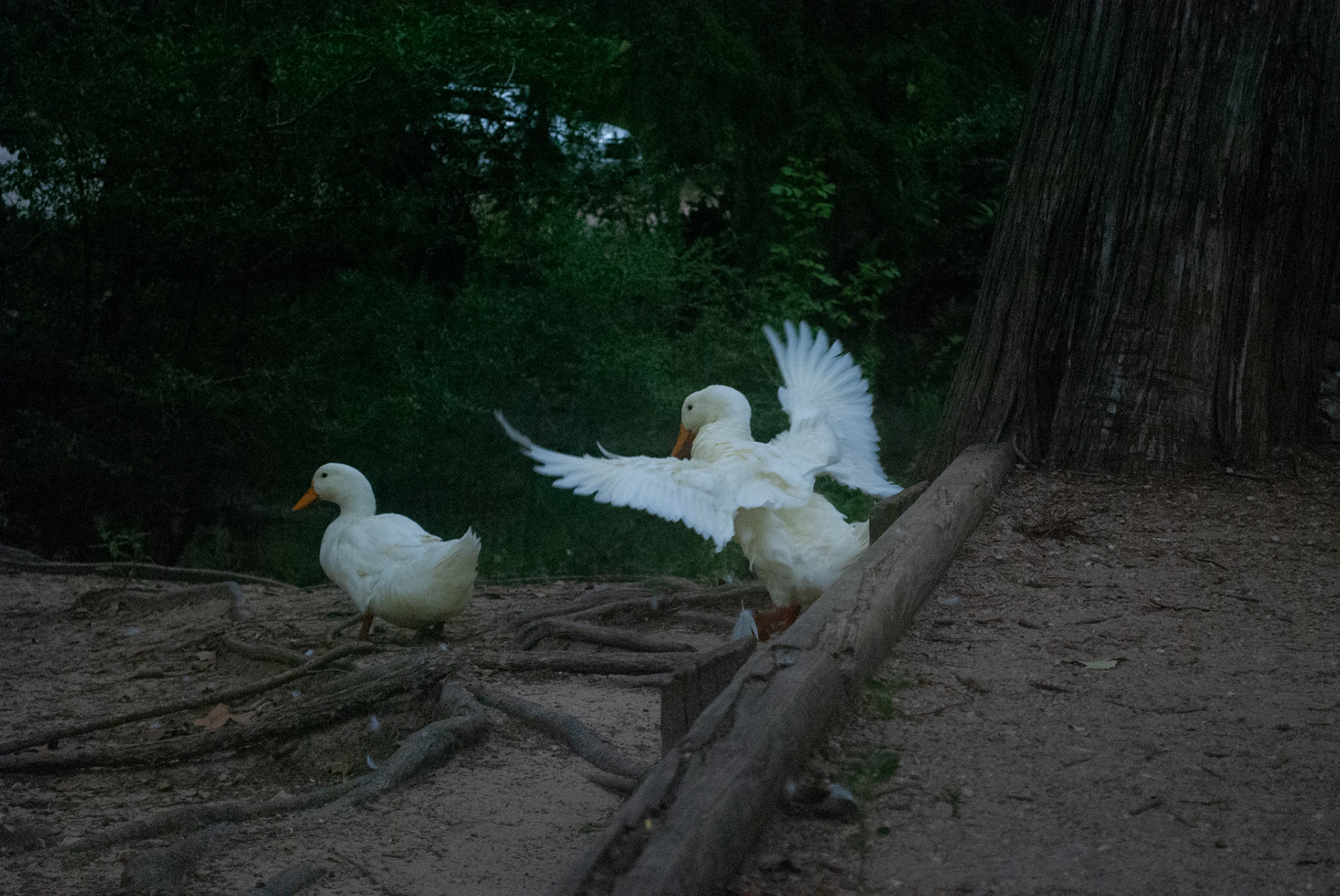 Fast Shutter Ducks - Nikon D60 - 2021
