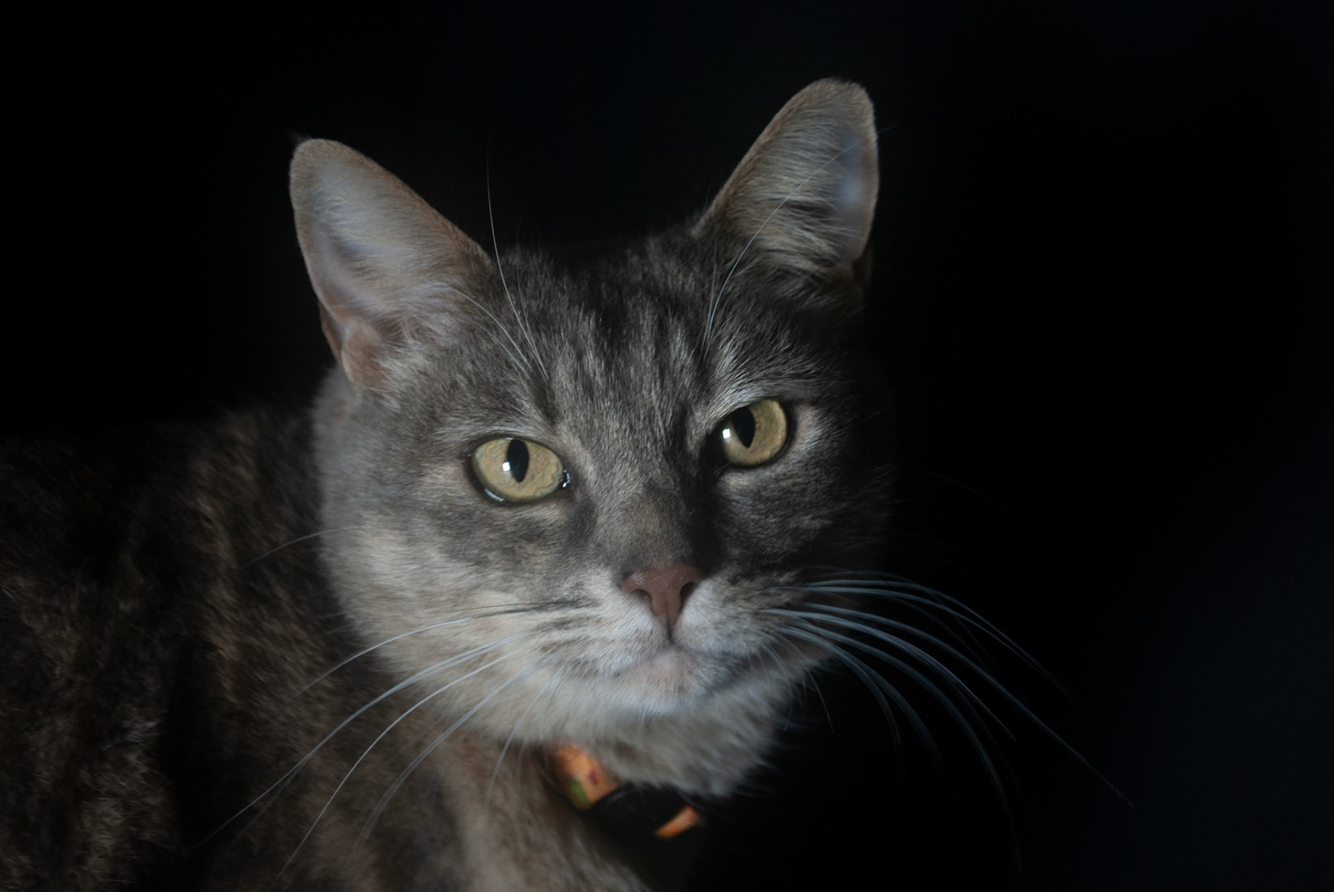 Millie - Nikon D60 - 2021