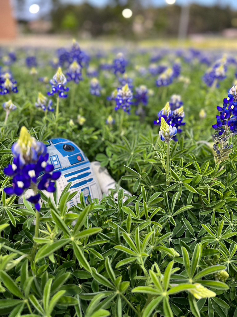 Droid in Bluebonnets - iPhone 13 Pro - 2022