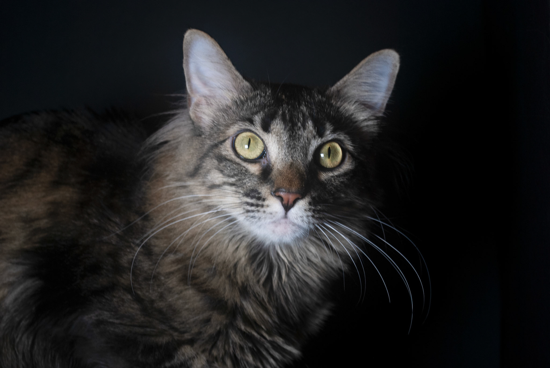 Finley - Nikon D60 - 2021