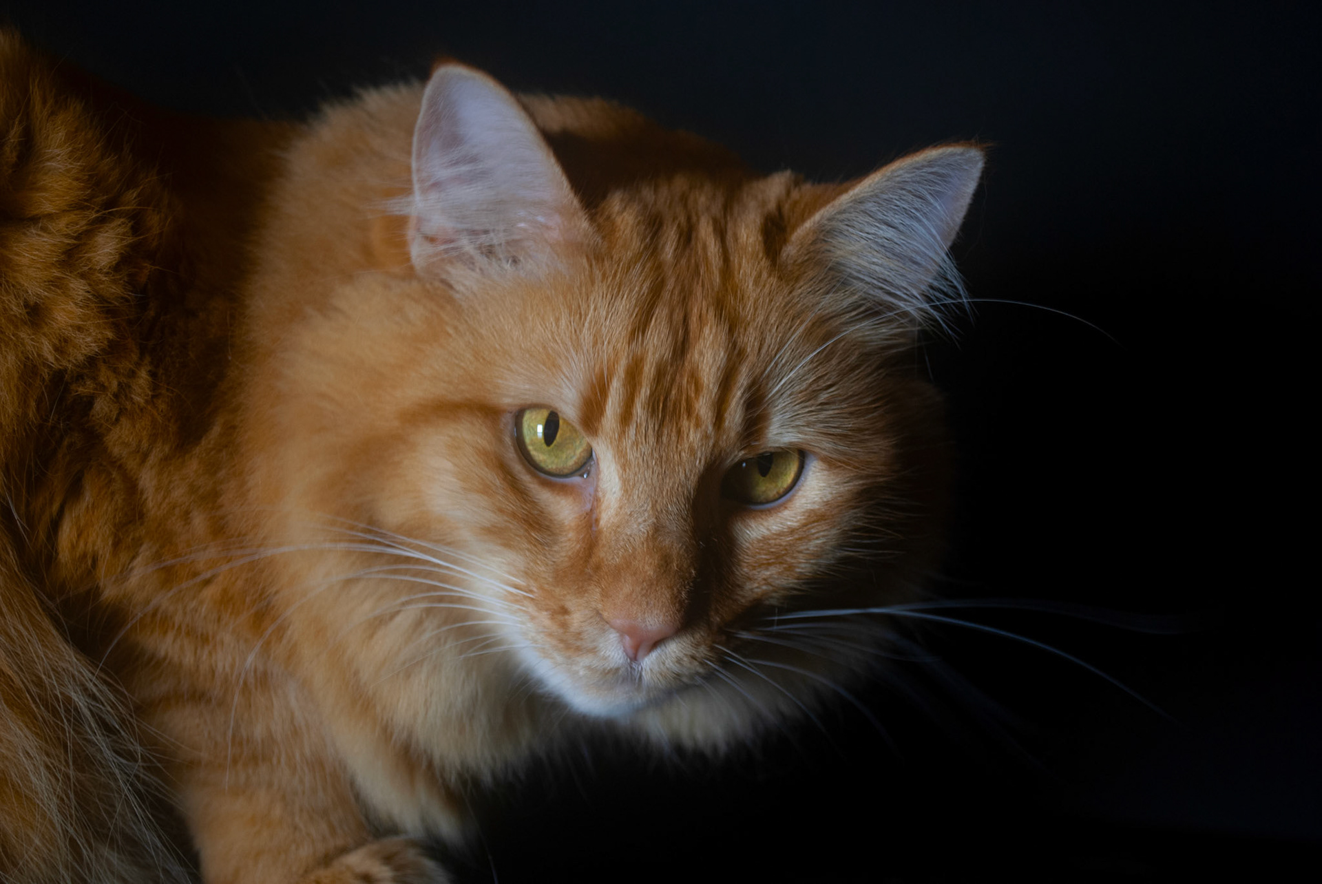 Doug - Nikon D60 - 2021