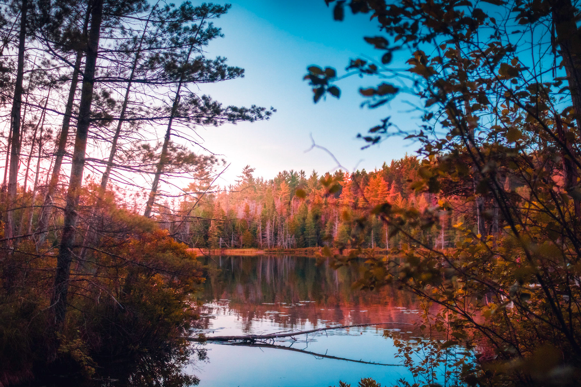 Hartwick Pines, MI