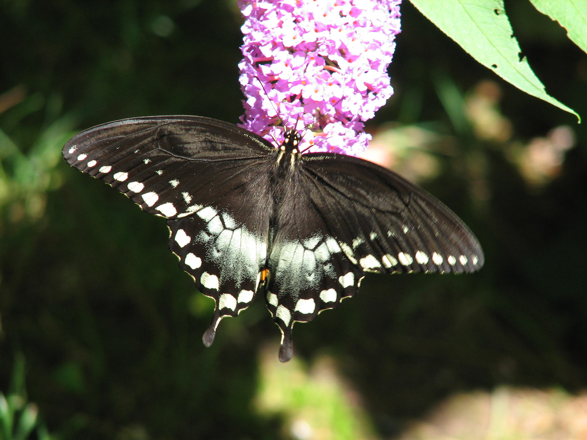 Butterfly on Butterfly (2)