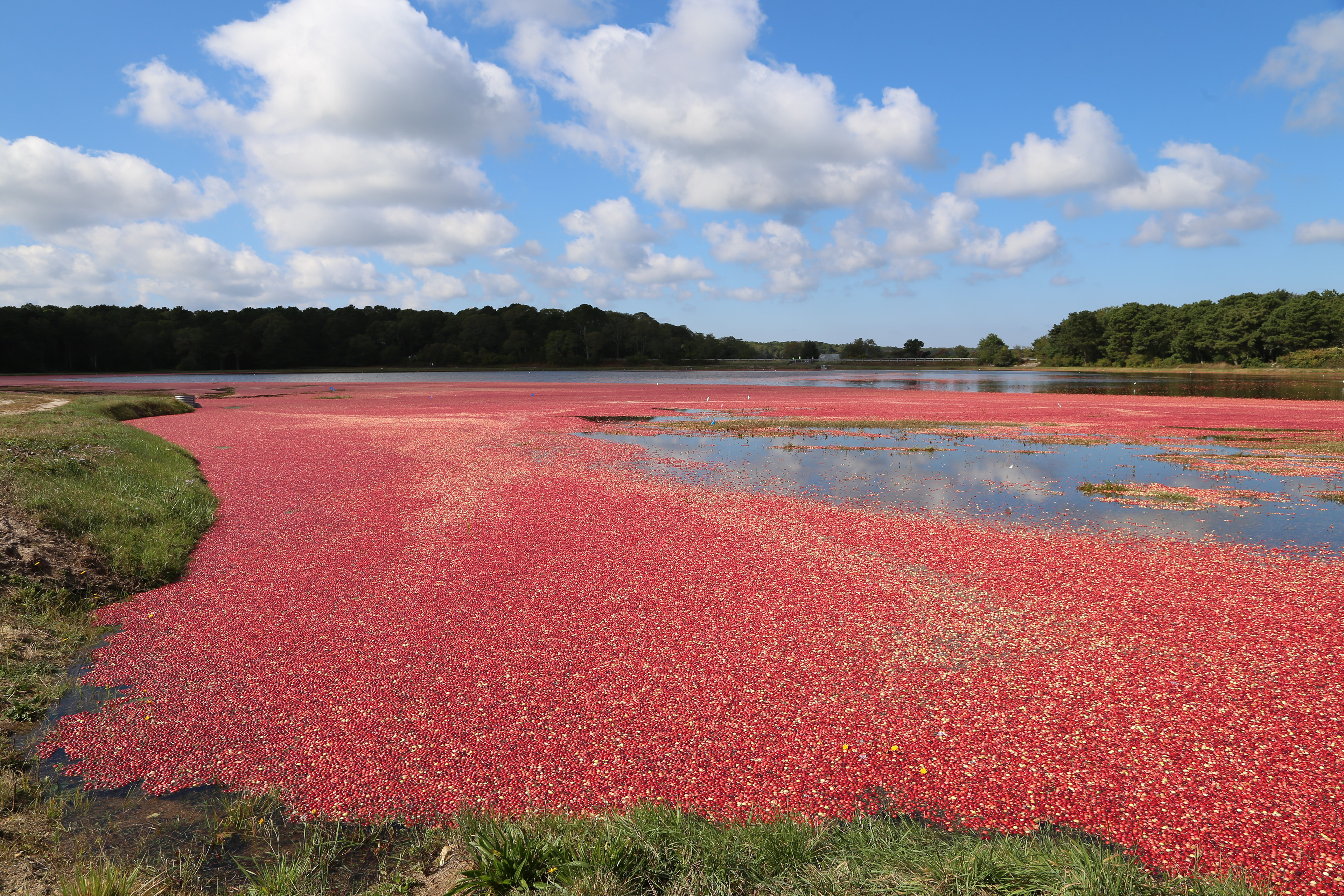 Ripe for the Picking