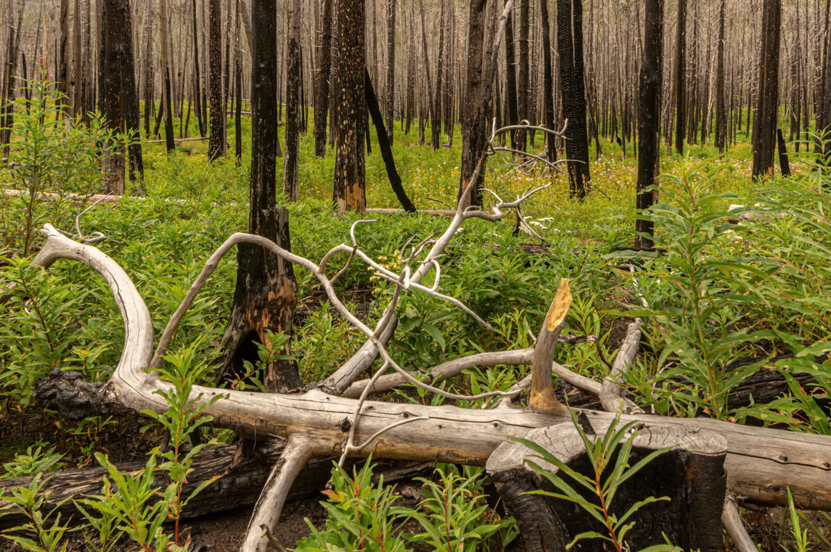 taken in Waterton Lakes NP