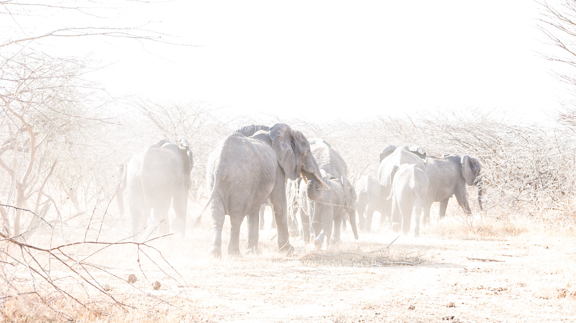 Blown out elephant exposure.